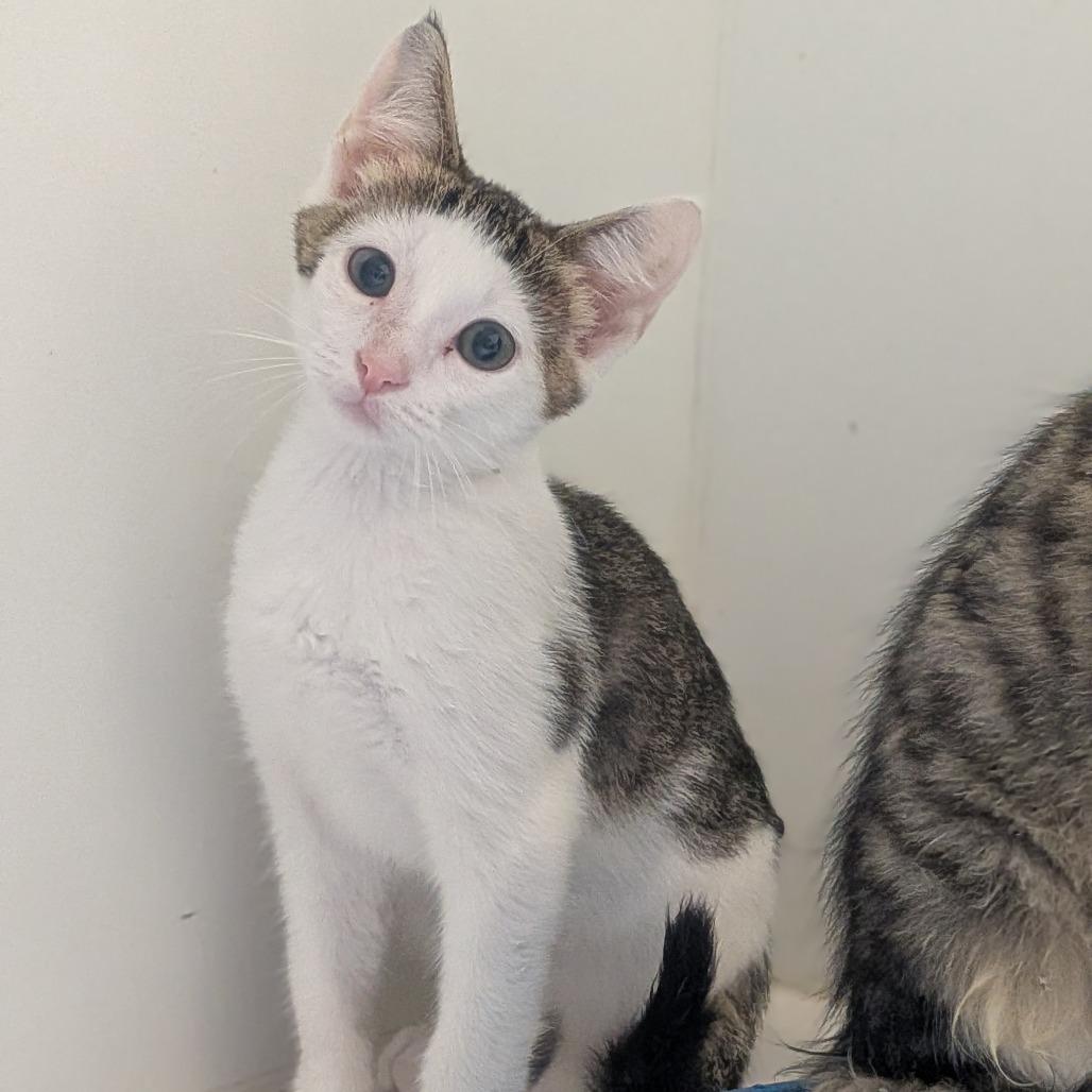Linus, Adoptable, Kitten Male Domestic Short Hair.