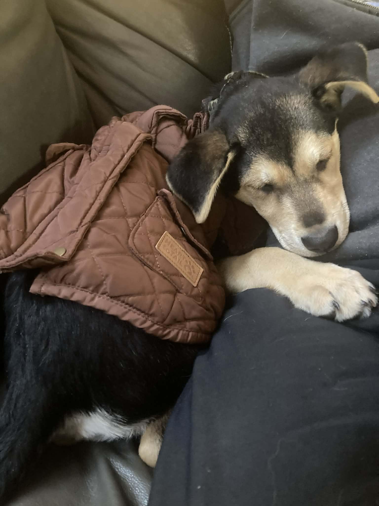 Enlarge Marsha, a ADOPTABLE mixed breed in Brunswick, ME image 5/6