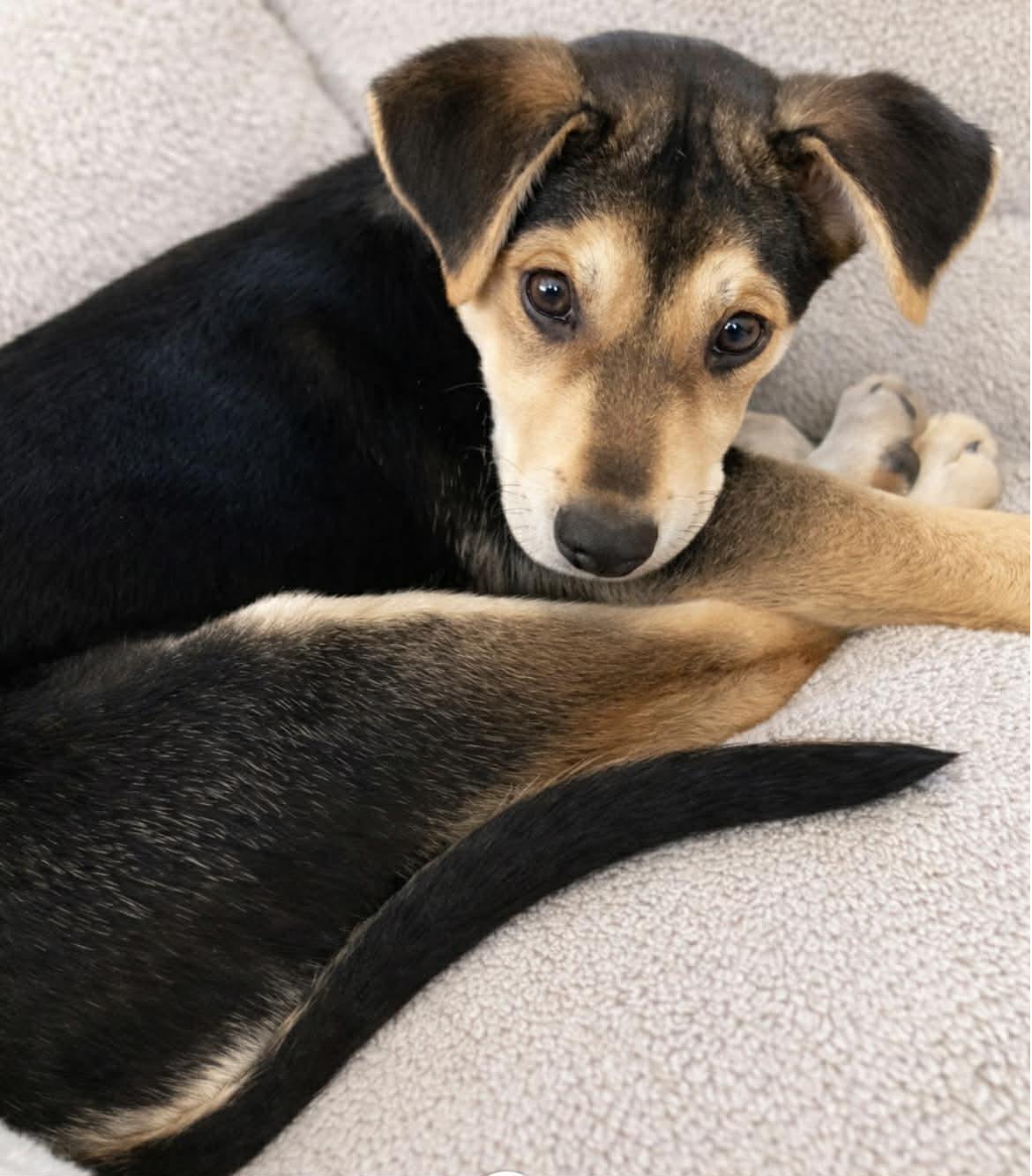 Enlarge Marsha, a ADOPTABLE mixed breed in Brunswick, ME image 2/6