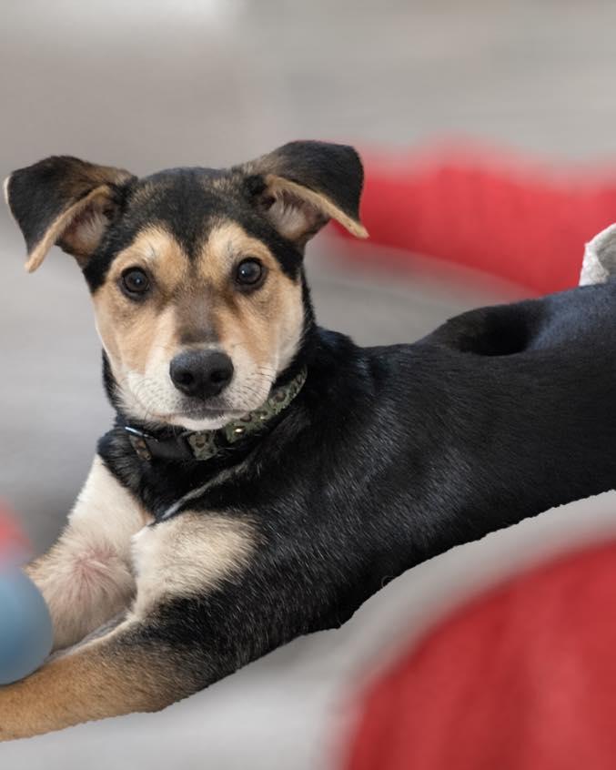 Enlarge Marsha, a ADOPTABLE mixed breed in Brunswick, ME image 6/6