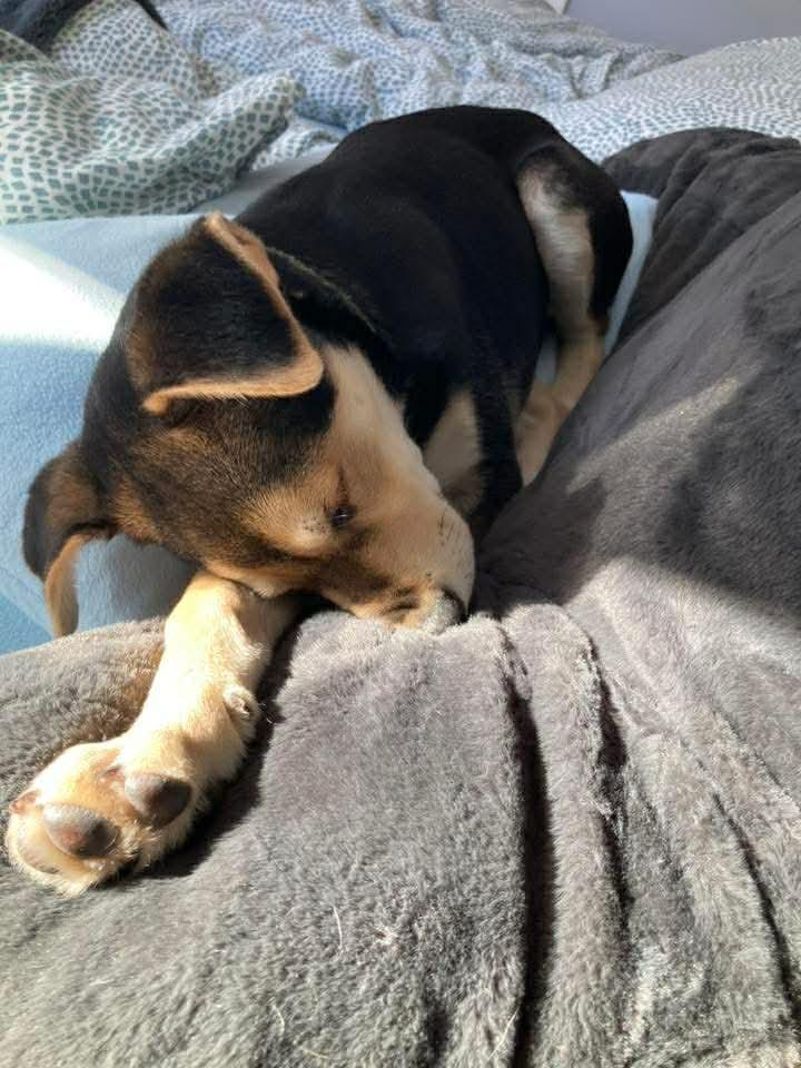 Enlarge Marsha, a ADOPTABLE mixed breed in Brunswick, ME image 4/6