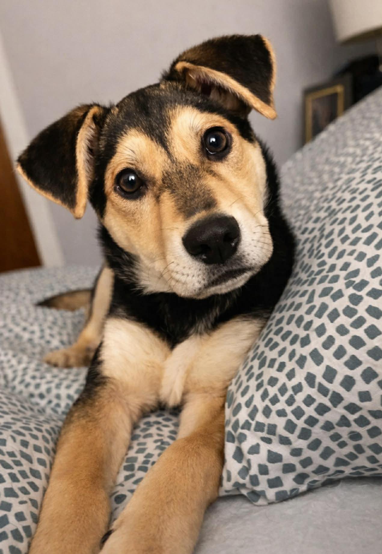 Marsha, ADOPTABLE, Puppy Female Shepherd.