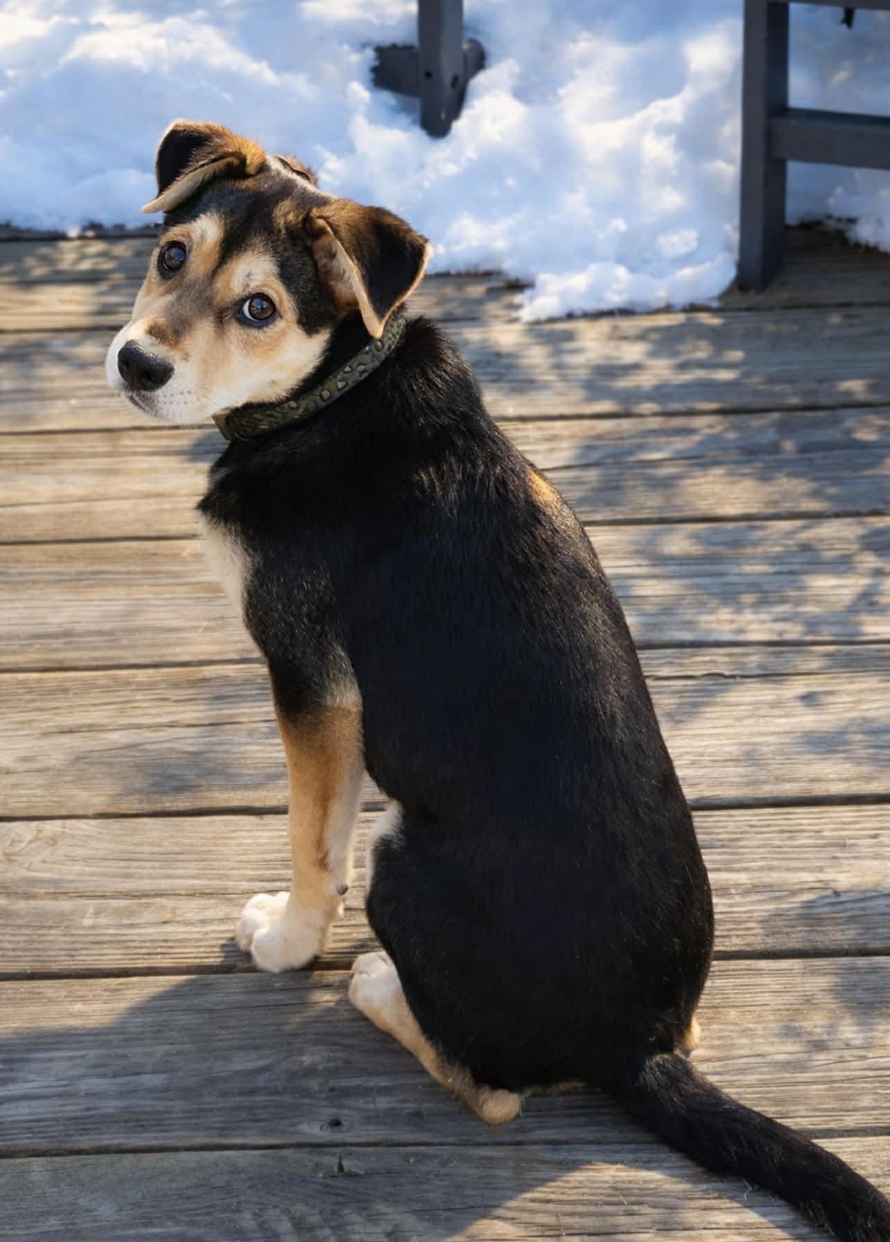 Enlarge Marsha, a ADOPTABLE mixed breed in Brunswick, ME image 3/6