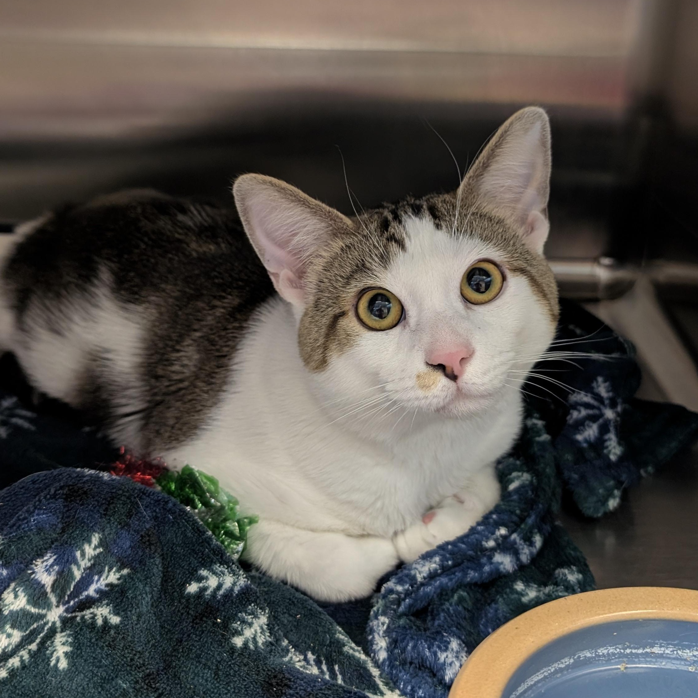 Enlarge Durin, a Adoptable Domestic Short Hair in Madison, WI image 3/6