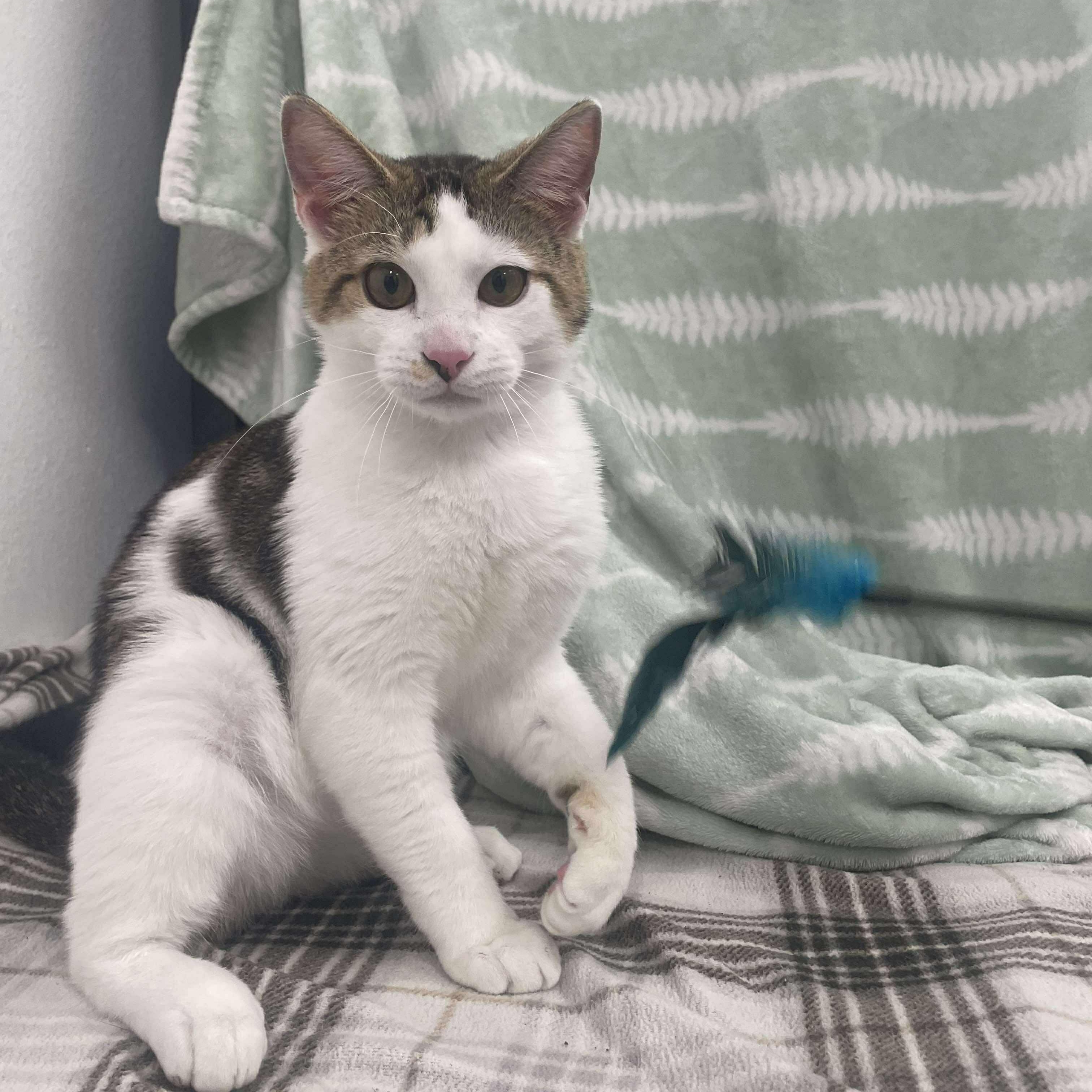 Enlarge Durin, a Adoptable Domestic Short Hair in Madison, WI image 4/6