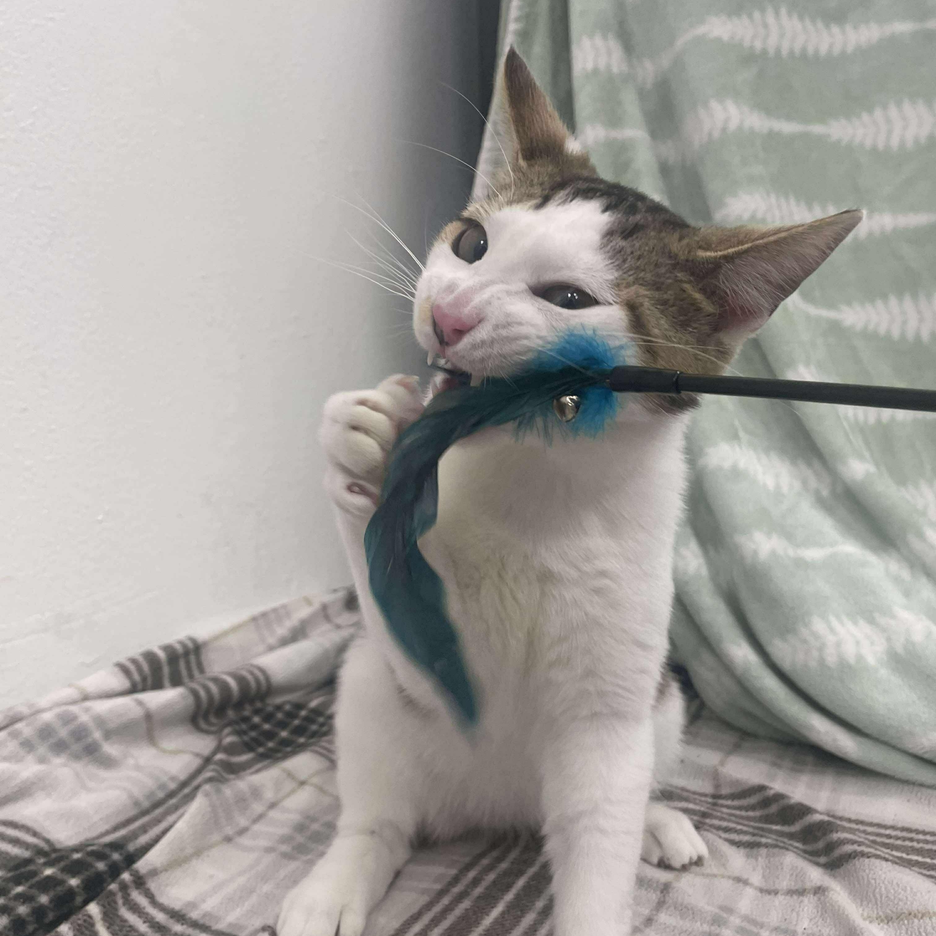 Enlarge Durin, a Adoptable Domestic Short Hair in Madison, WI image 6/6