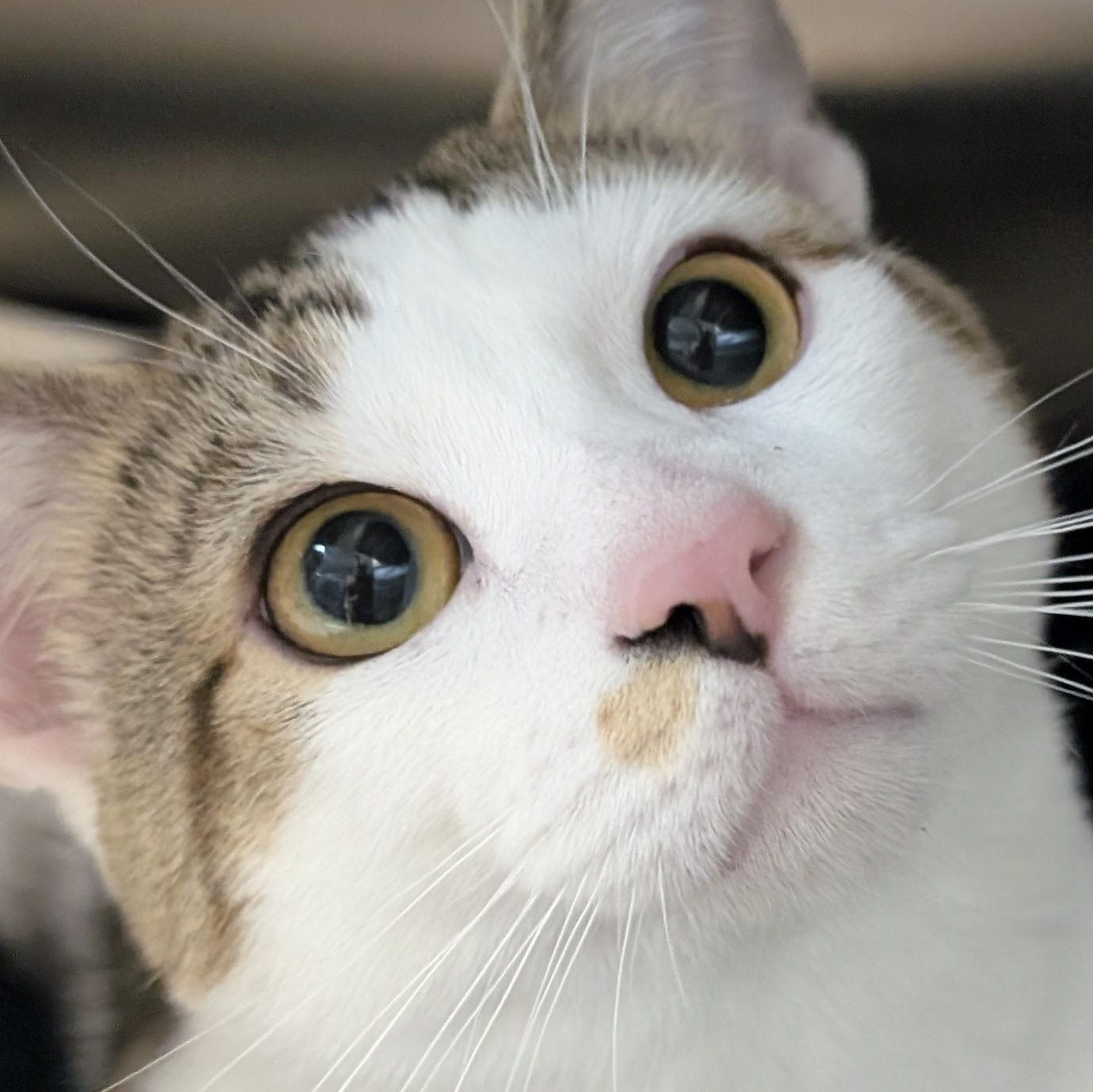 Enlarge Durin, a Adoptable Domestic Short Hair in Madison, WI image 1/6