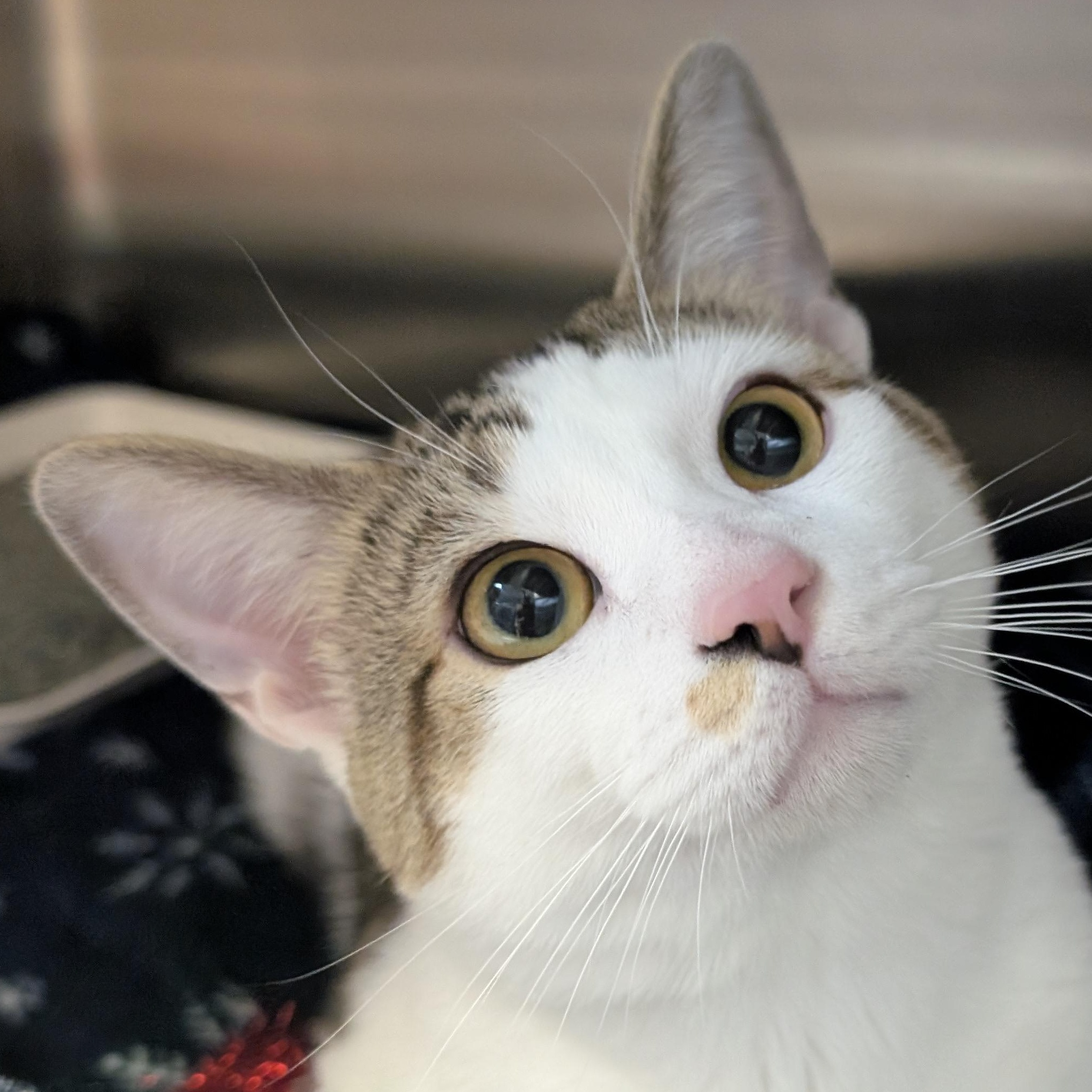 Enlarge Durin, a Adoptable Domestic Short Hair in Madison, WI image 1/6