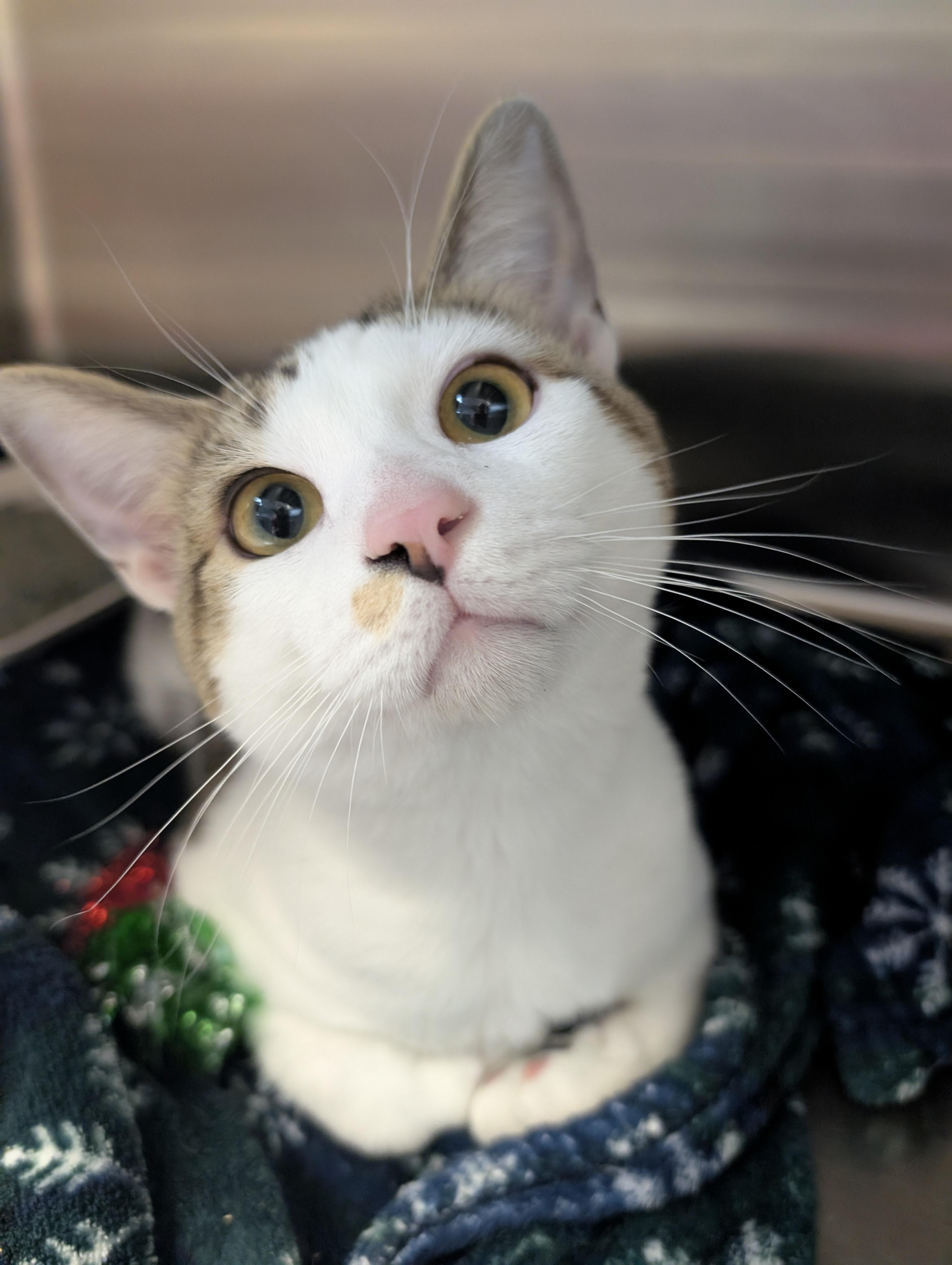 Enlarge Durin, a Adoptable Domestic Short Hair in Madison, WI image 2/6