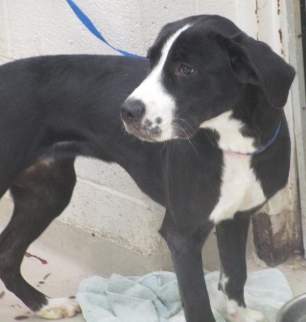 Misty (850), Adoptable, Young Female Hound.