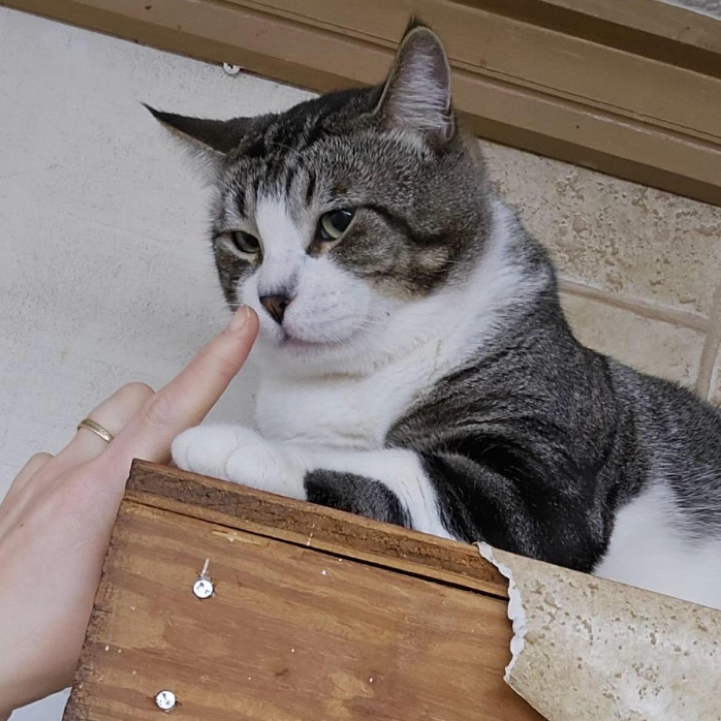 Enlarge Mojo, an adopted mixed breed in Kingwood, TX image 2/3