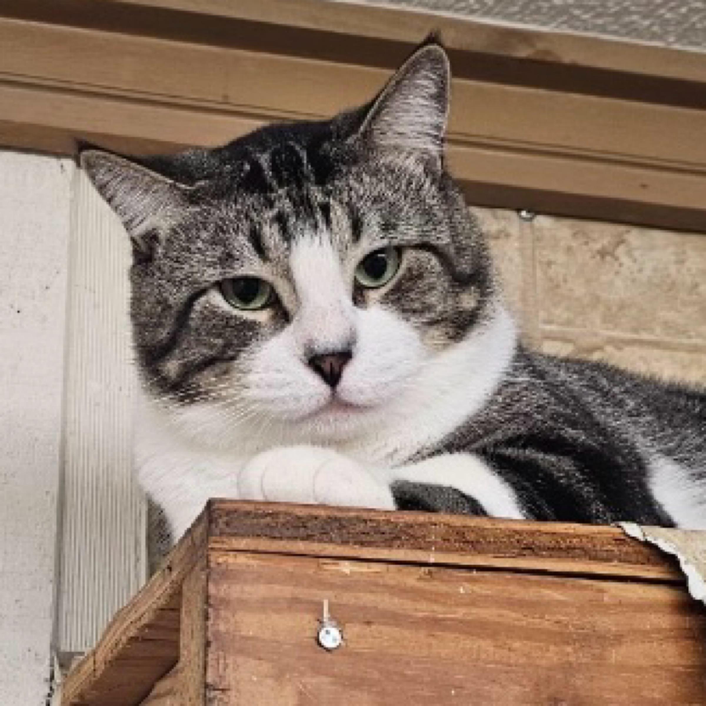 Mojo, adopted, Adult Male Domestic Short Hair.