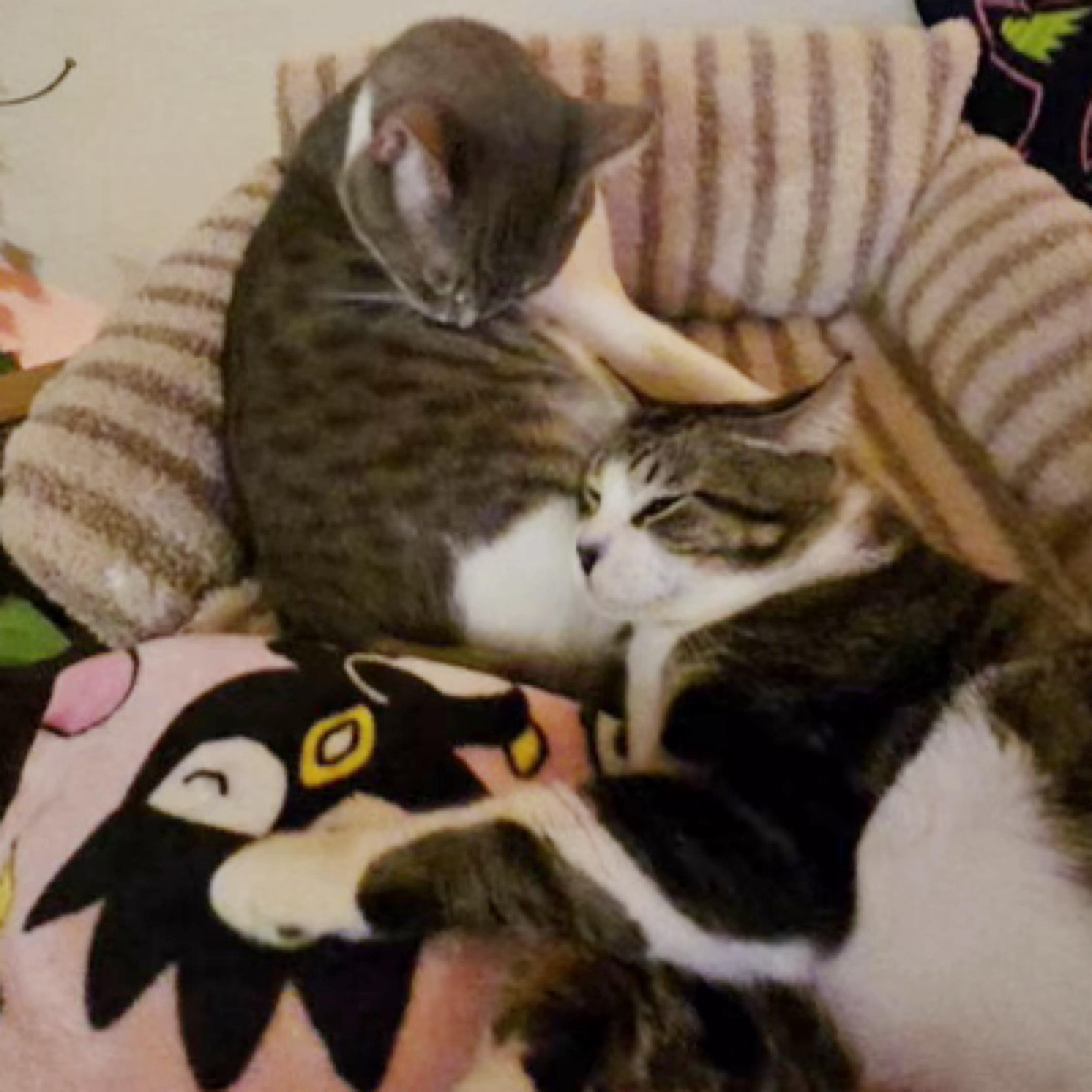 Enlarge Mojo, an adopted mixed breed in Kingwood, TX image 3/3