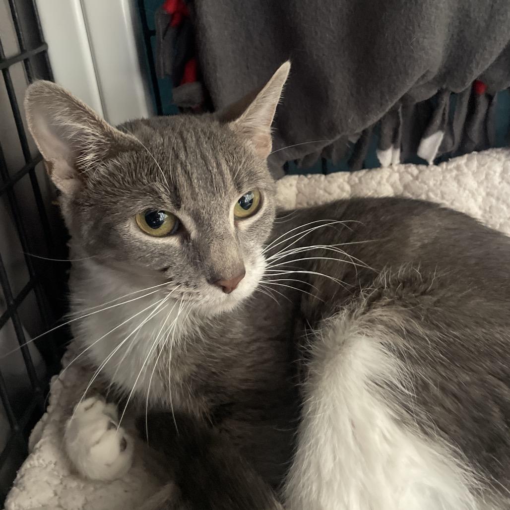 Enlarge Wild Twist, a Adoptable Domestic Short Hair in Chicago, IL image 1/1