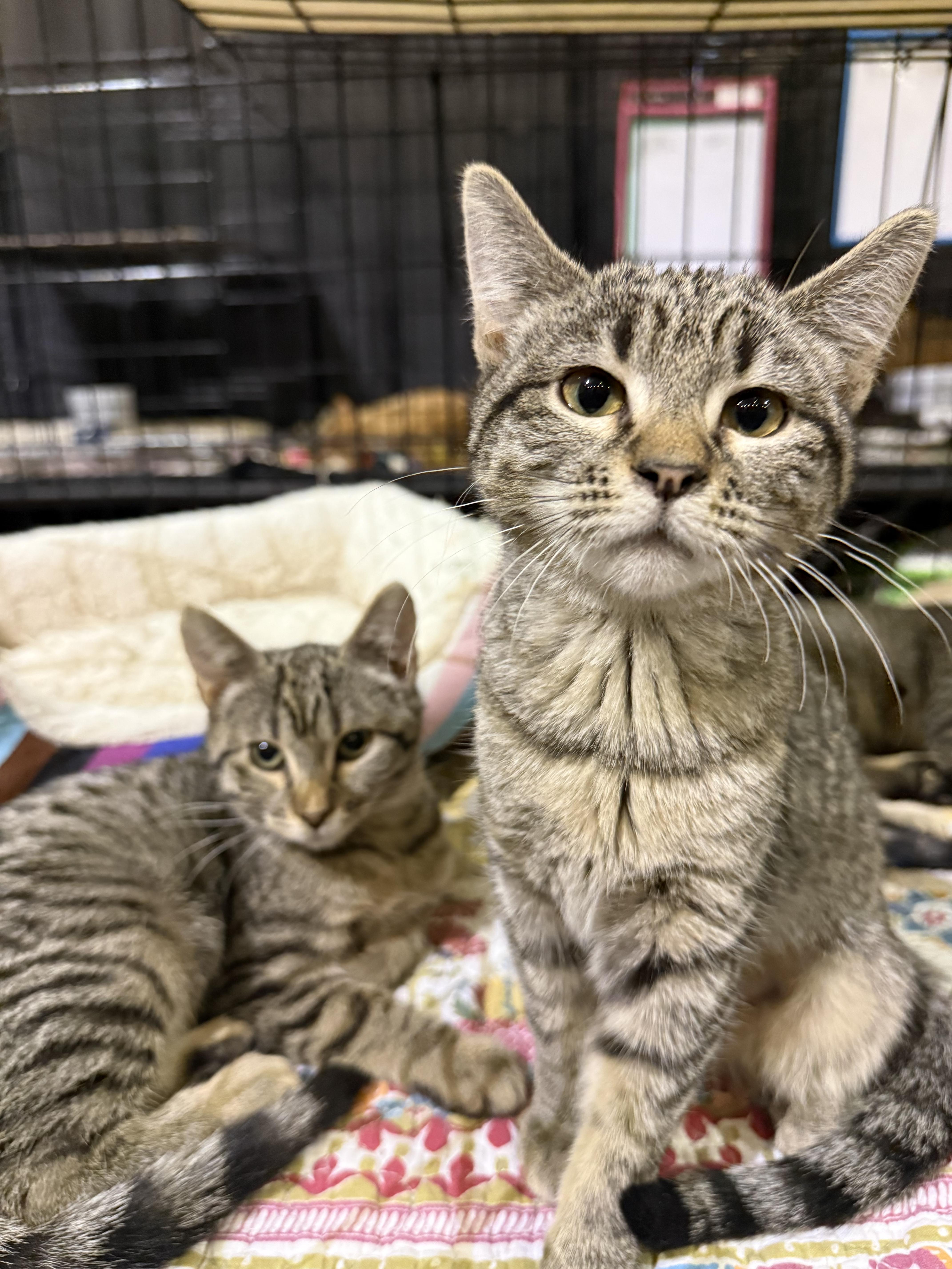 Enlarge BLUE, an adopted Tabby in Lake Ozark, MO image 1/1