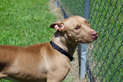 Enlarge Tropicana, a Adoptable Mixed Breed in West Chester, PA image 2/3