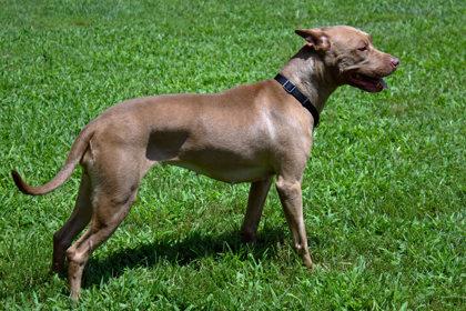 Enlarge Tropicana, a Adoptable Mixed Breed in West Chester, PA image 3/3