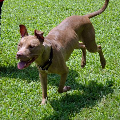 Enlarge Tropicana, a Adoptable Mixed Breed in West Chester, PA image 3/3