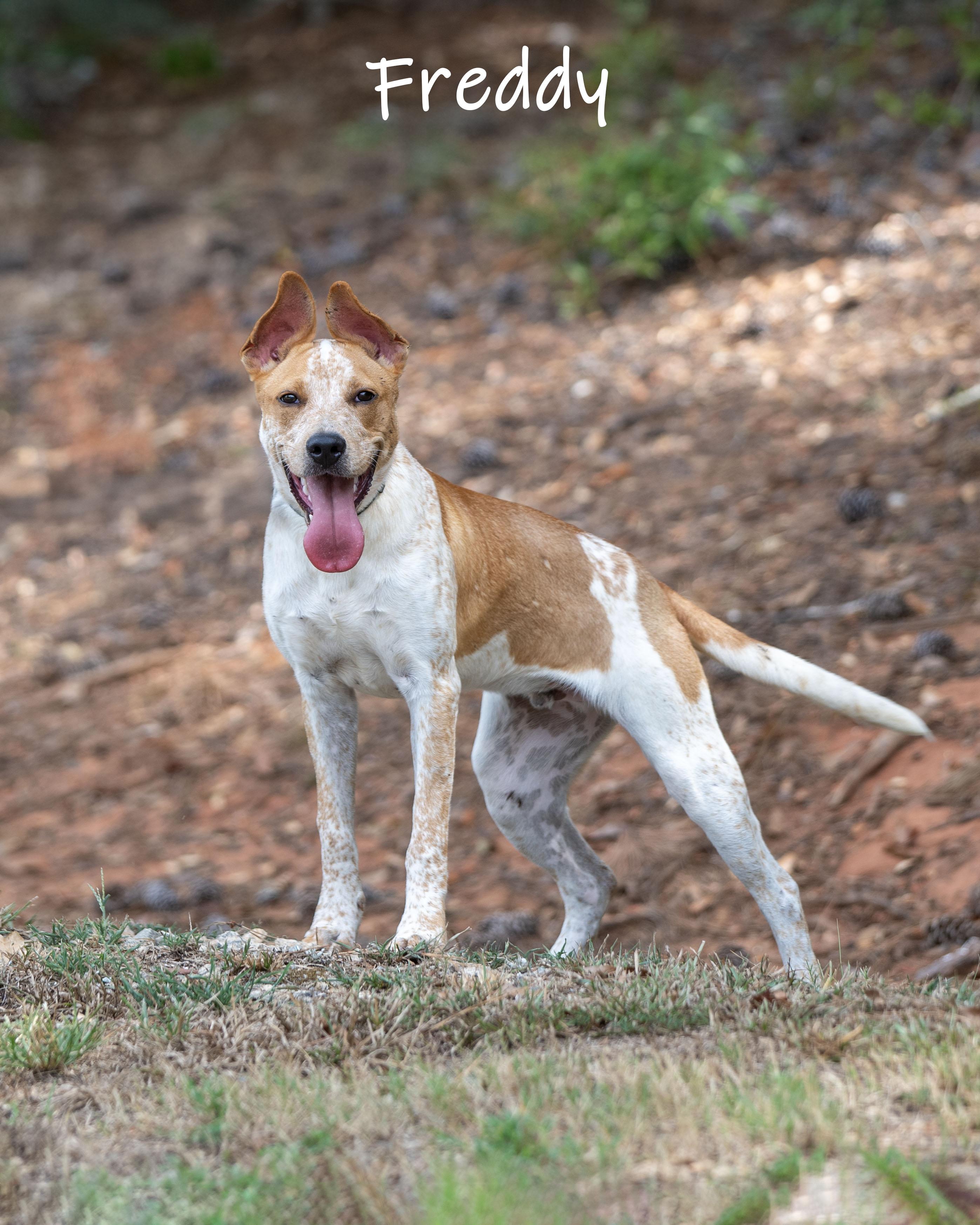 Enlarge Freddy, a Adoptable mixed breed in Bishop, GA image 2/6