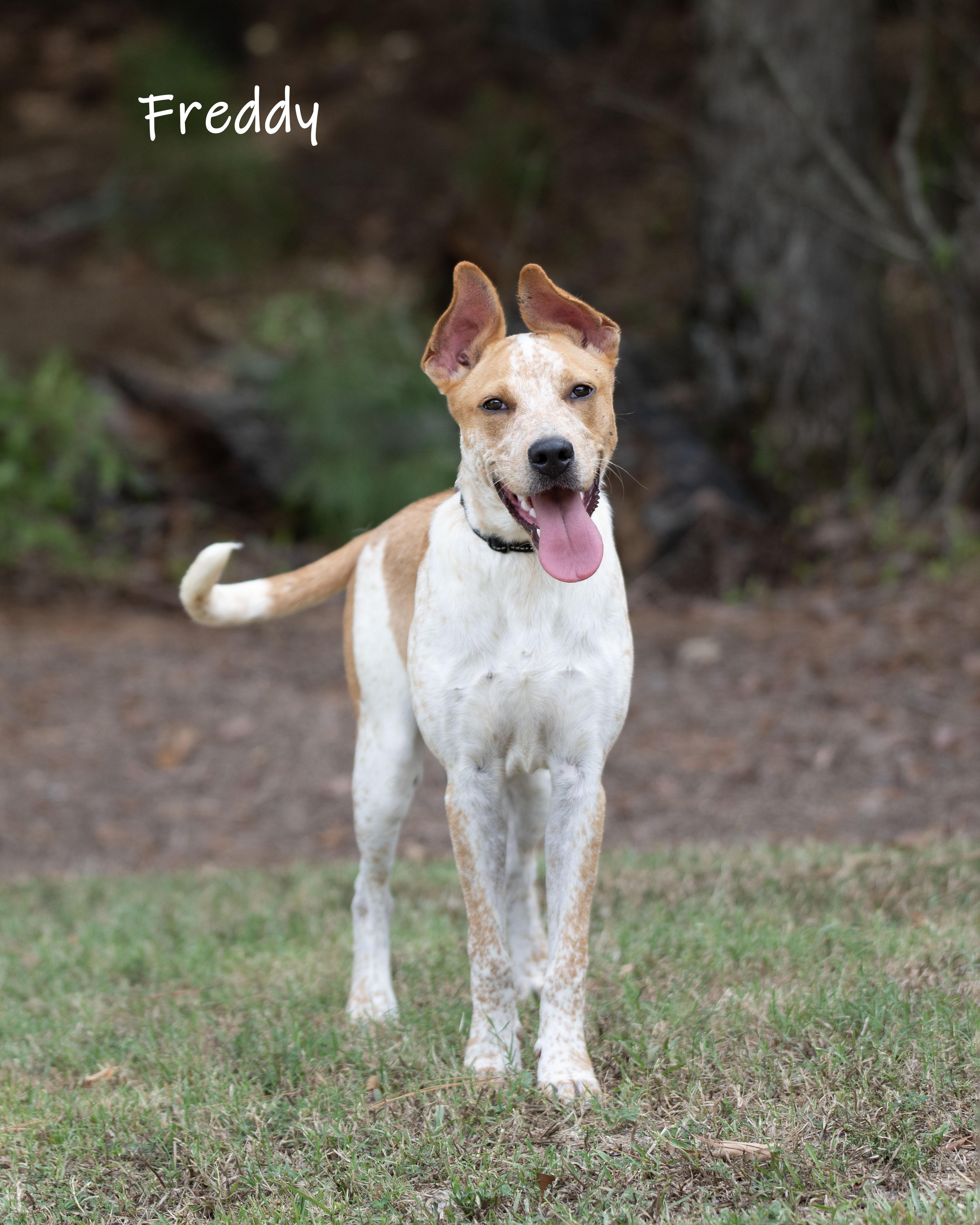 Enlarge Freddy, a Adoptable mixed breed in Bishop, GA image 6/6