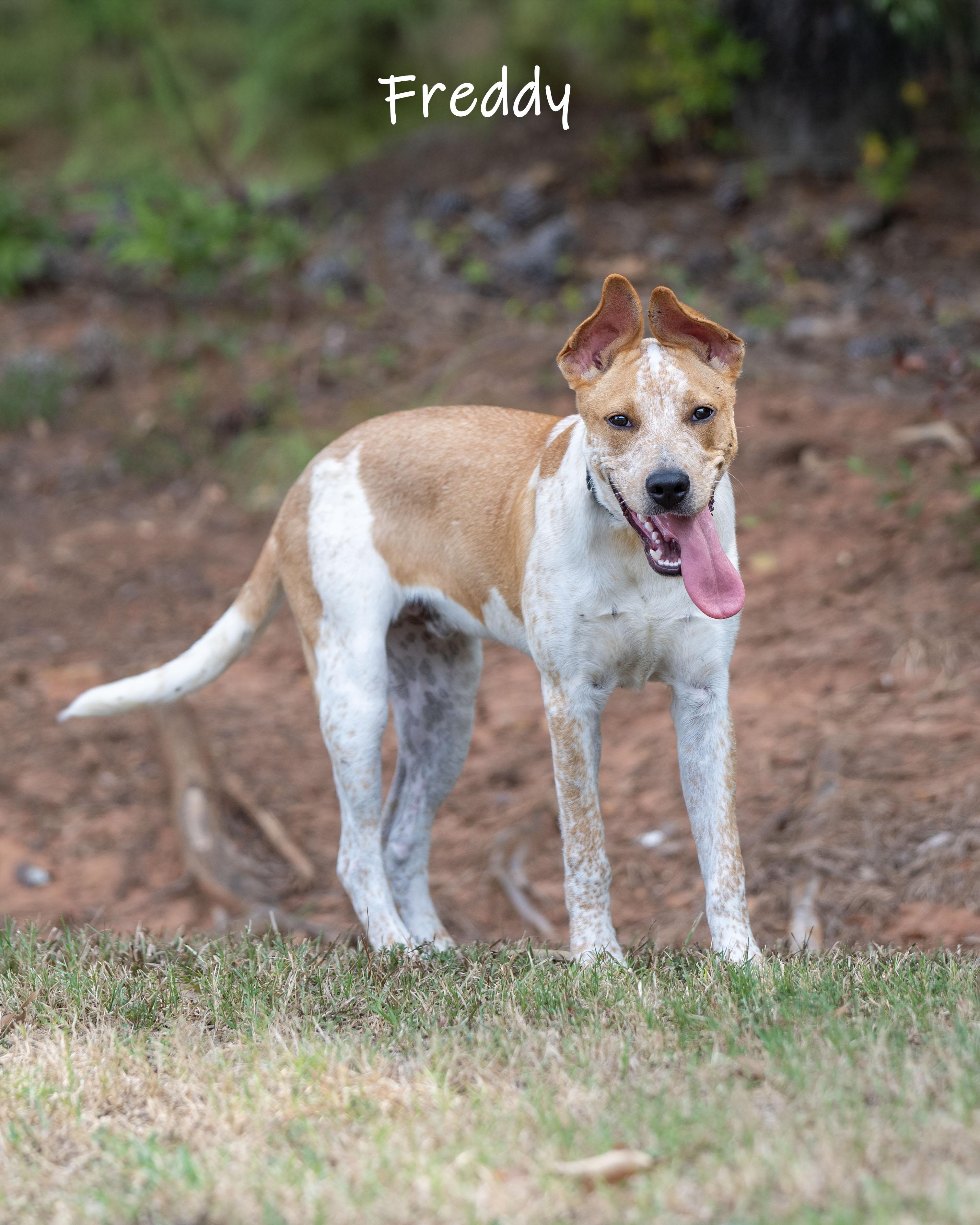 Enlarge Freddy, a Adoptable mixed breed in Bishop, GA image 3/6