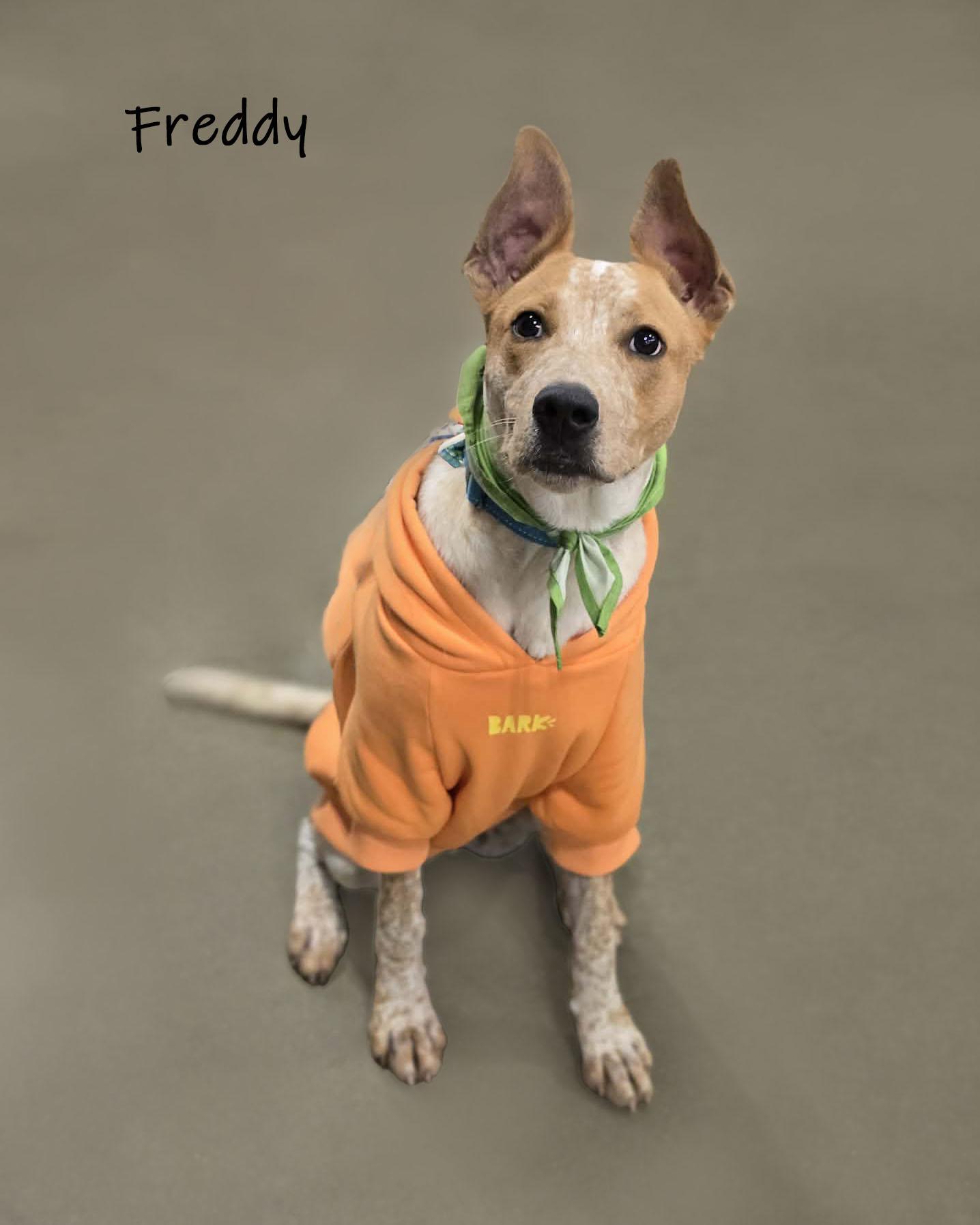 Freddy, Adoptable, Young Male Australian Cattle Dog / Blue Heeler.