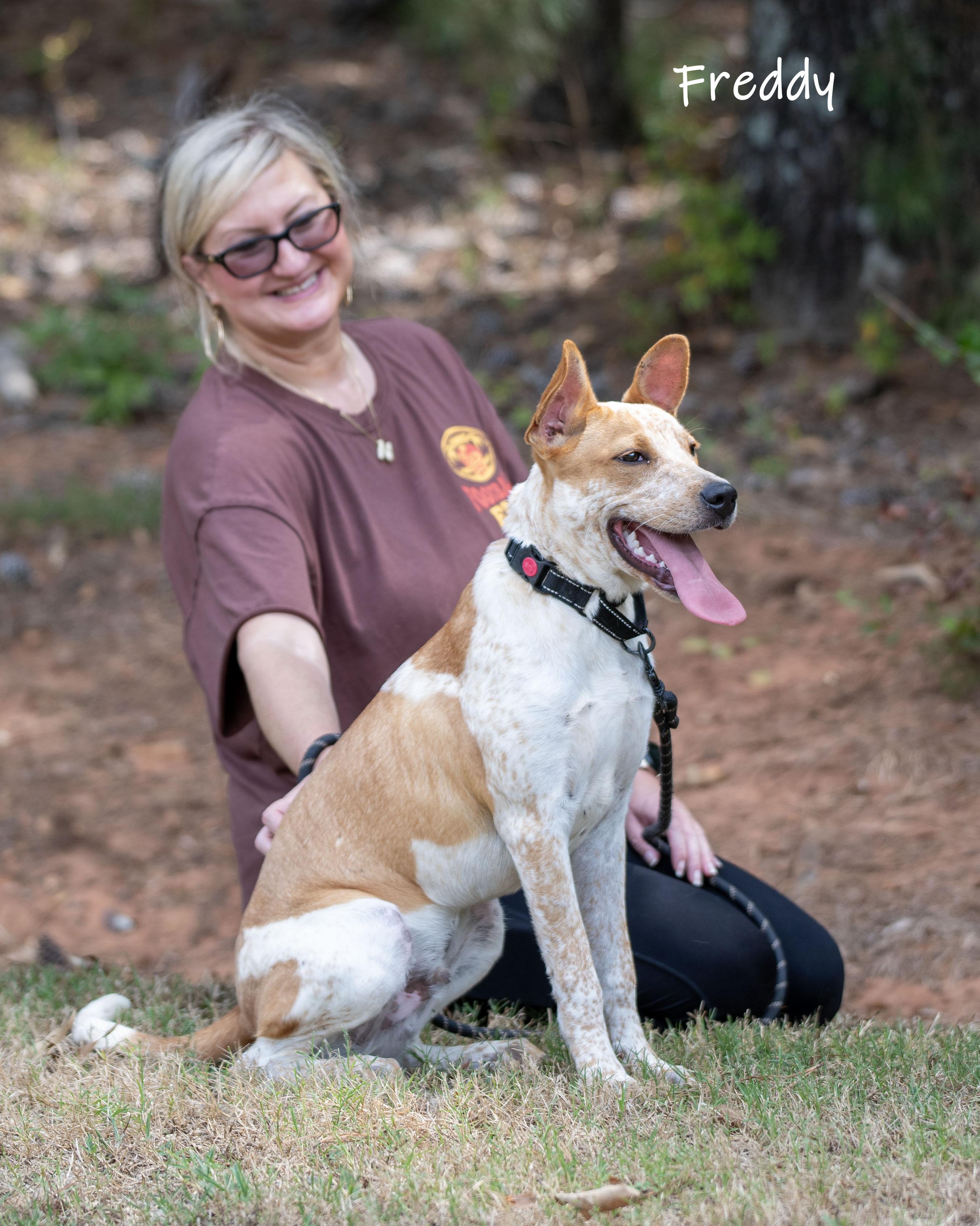 Enlarge Freddy, a Adoptable mixed breed in Bishop, GA image 5/6