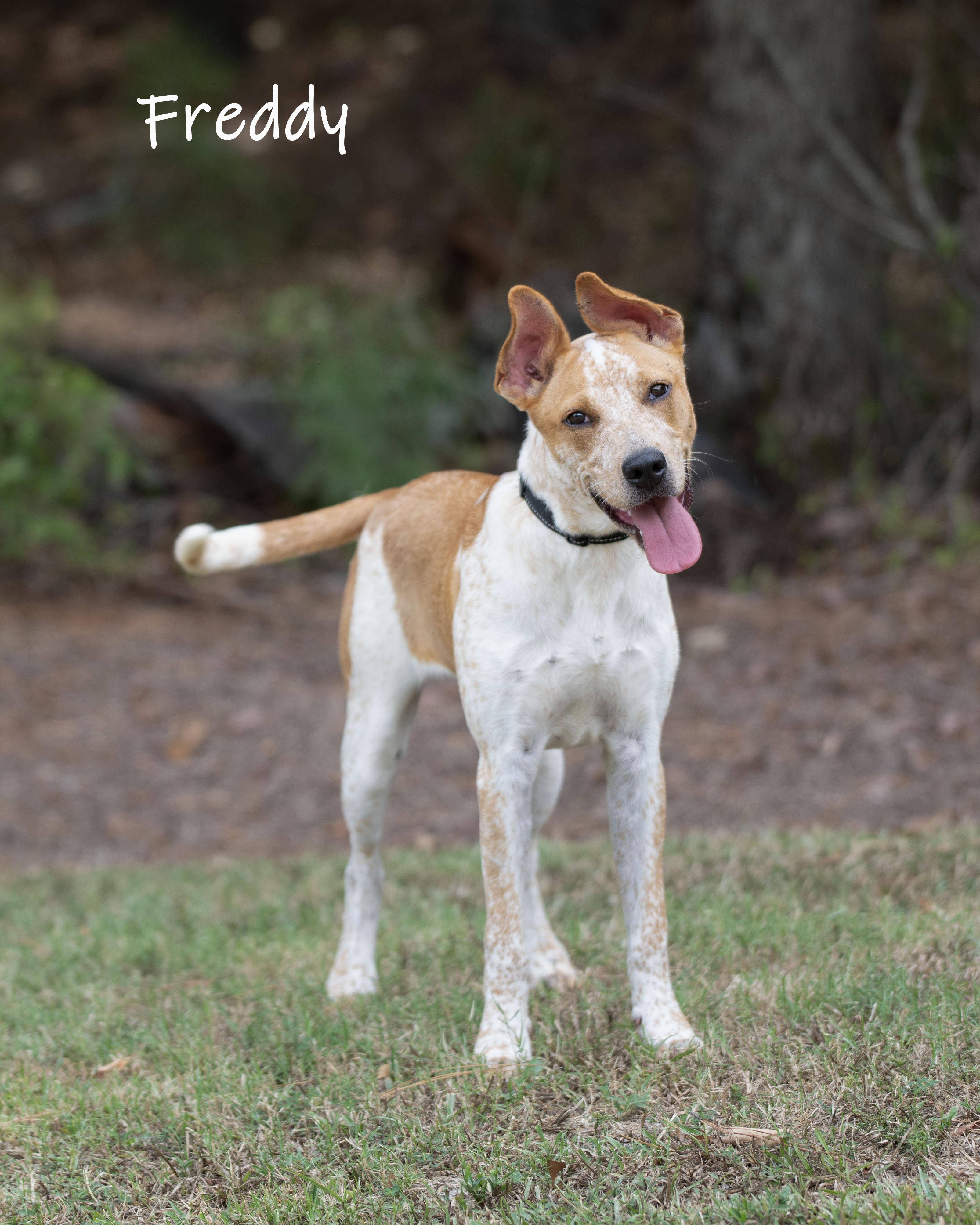 Freddy, Adoptable, Young Male Australian Cattle Dog / Blue Heeler.
