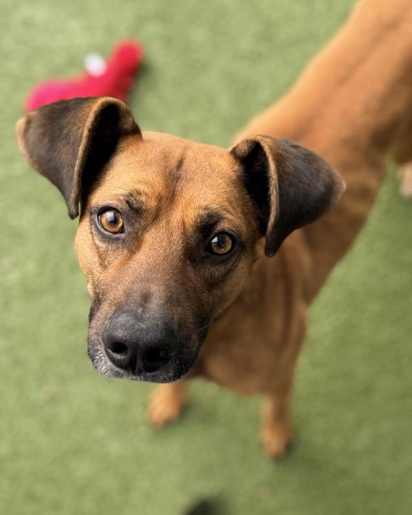 Jafar, Adoptable, Adult Male Hound.