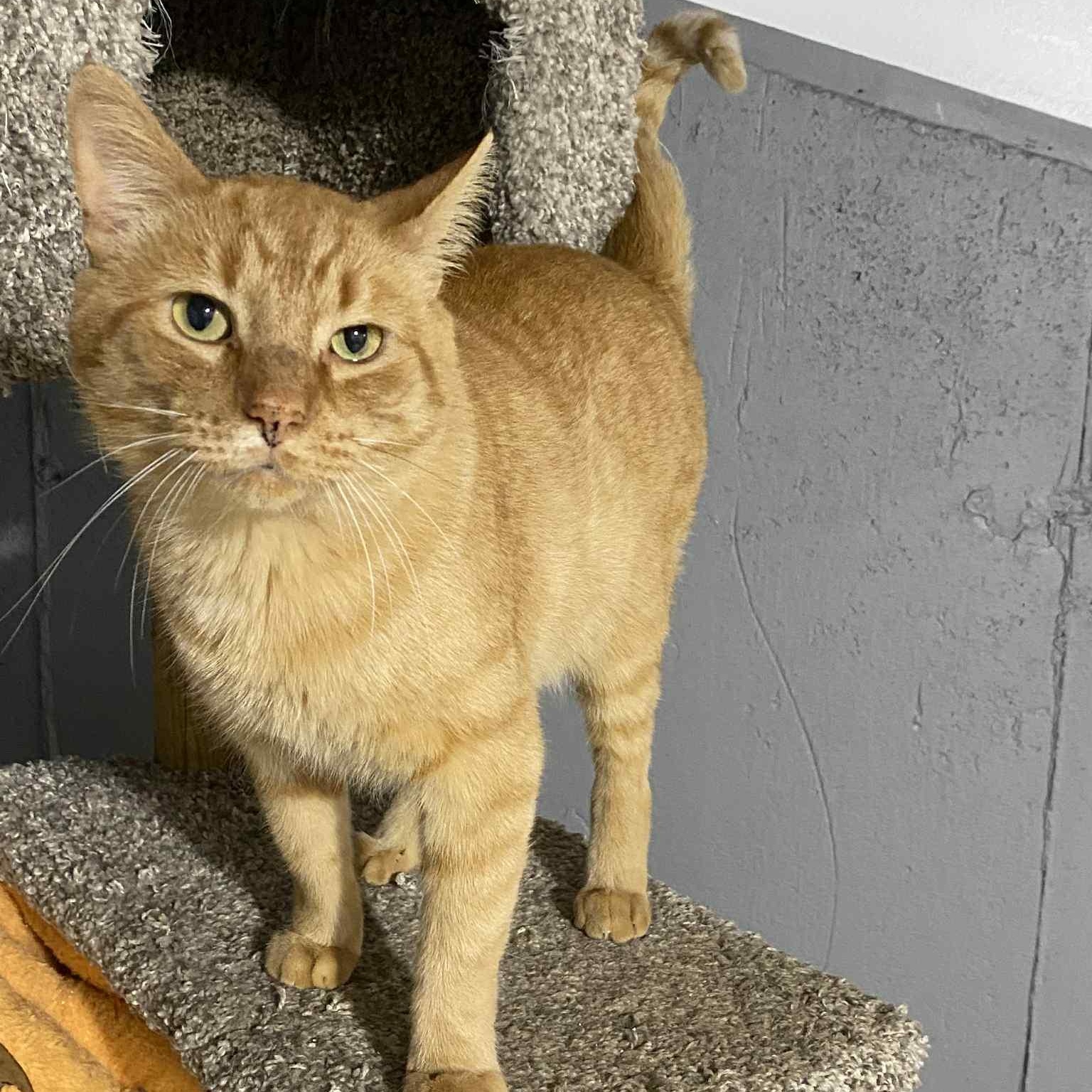 Houstan , ADOPTABLE, Young Male Domestic Short Hair.