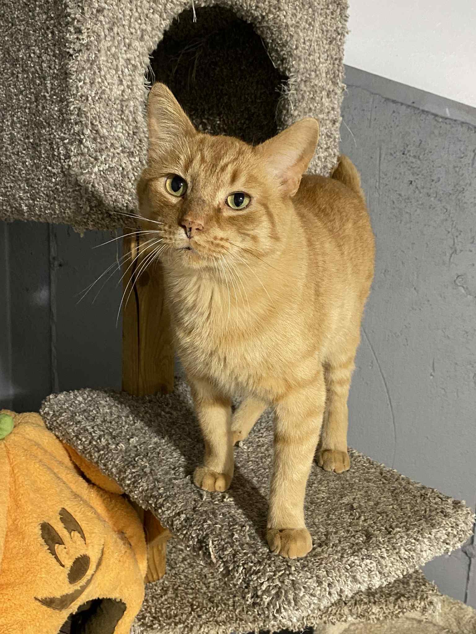 Houstan , a ADOPTABLE Domestic Short Hair in Barrington Hills, IL image 2/2