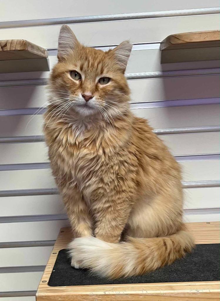 Enlarge Sunkist, an adopted Domestic Short Hair in New Philadelphia, OH image 1/1