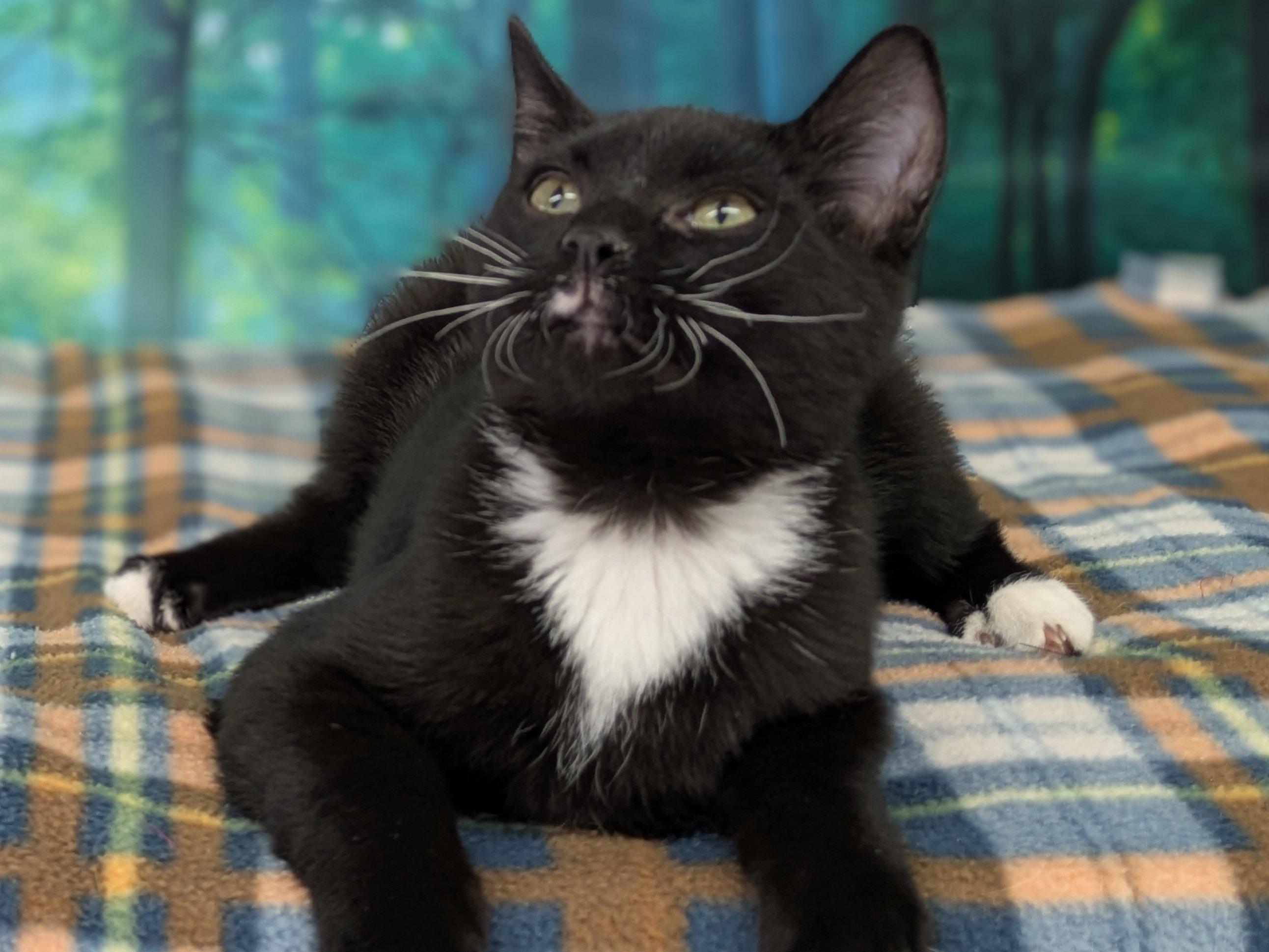 Enlarge Hershey, a Adoptable mixed breed in Republic, WA image 2/6