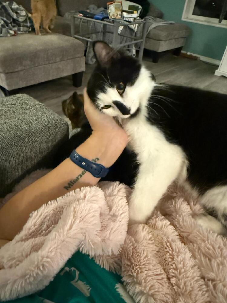 Luke (Pepe), Adoptable, Kitten Male Domestic Medium Hair.