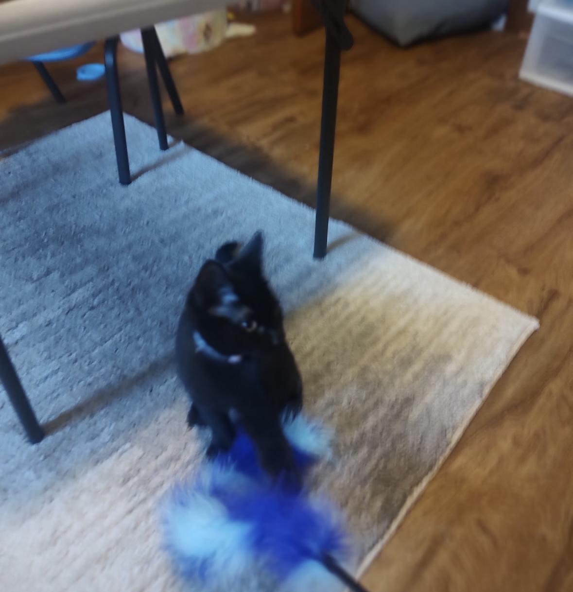 Enlarge Pudding, a Adoptable Domestic Short Hair in Beltsville, MD image 1/3