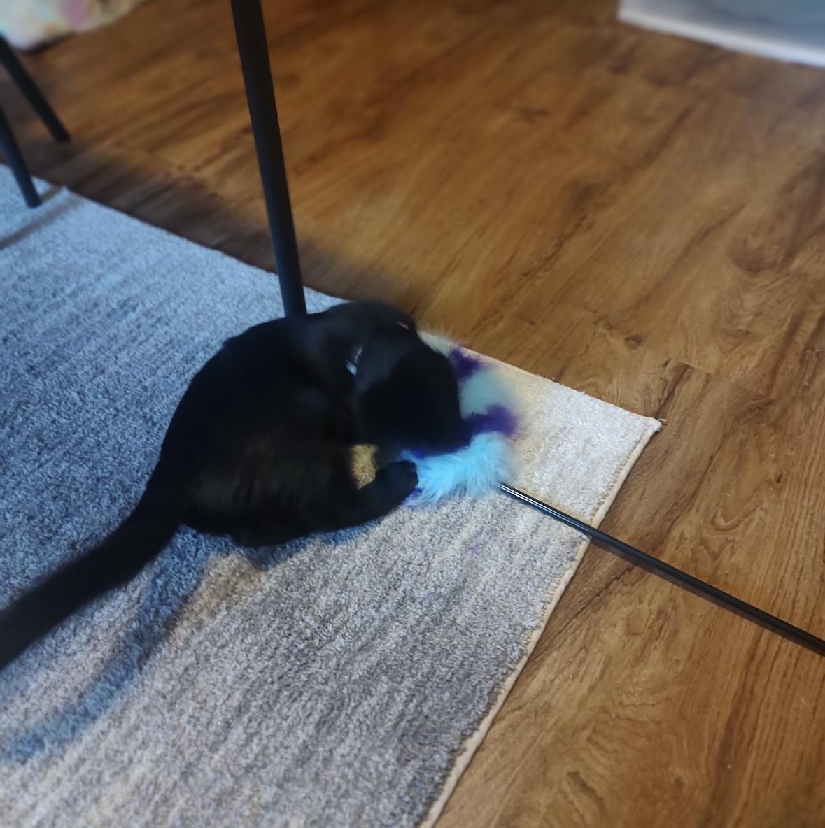 Enlarge Pudding, a Adoptable Domestic Short Hair in Beltsville, MD image 2/3