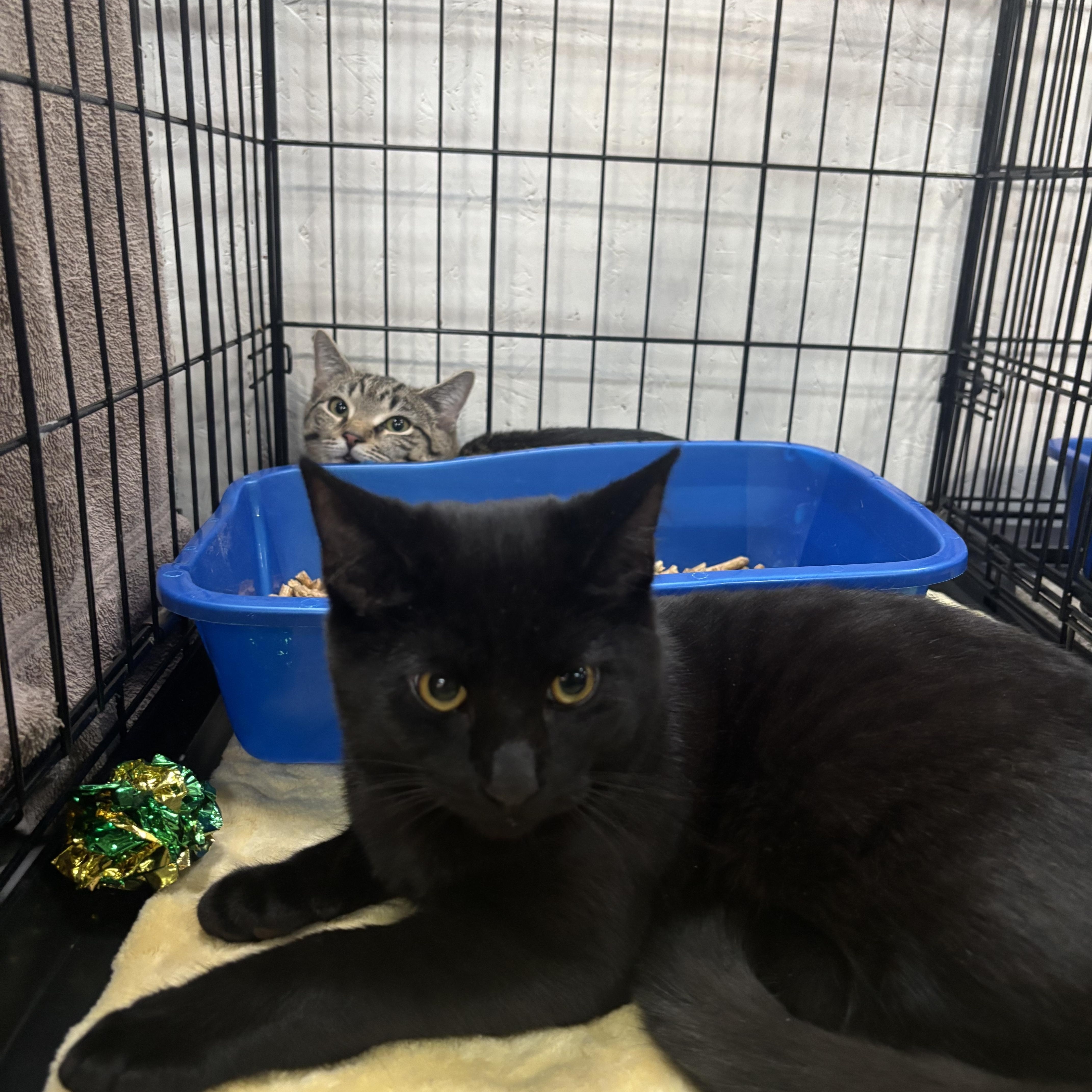 Pudding, an adopted Domestic Short Hair in Beltsville, MD image 1/4