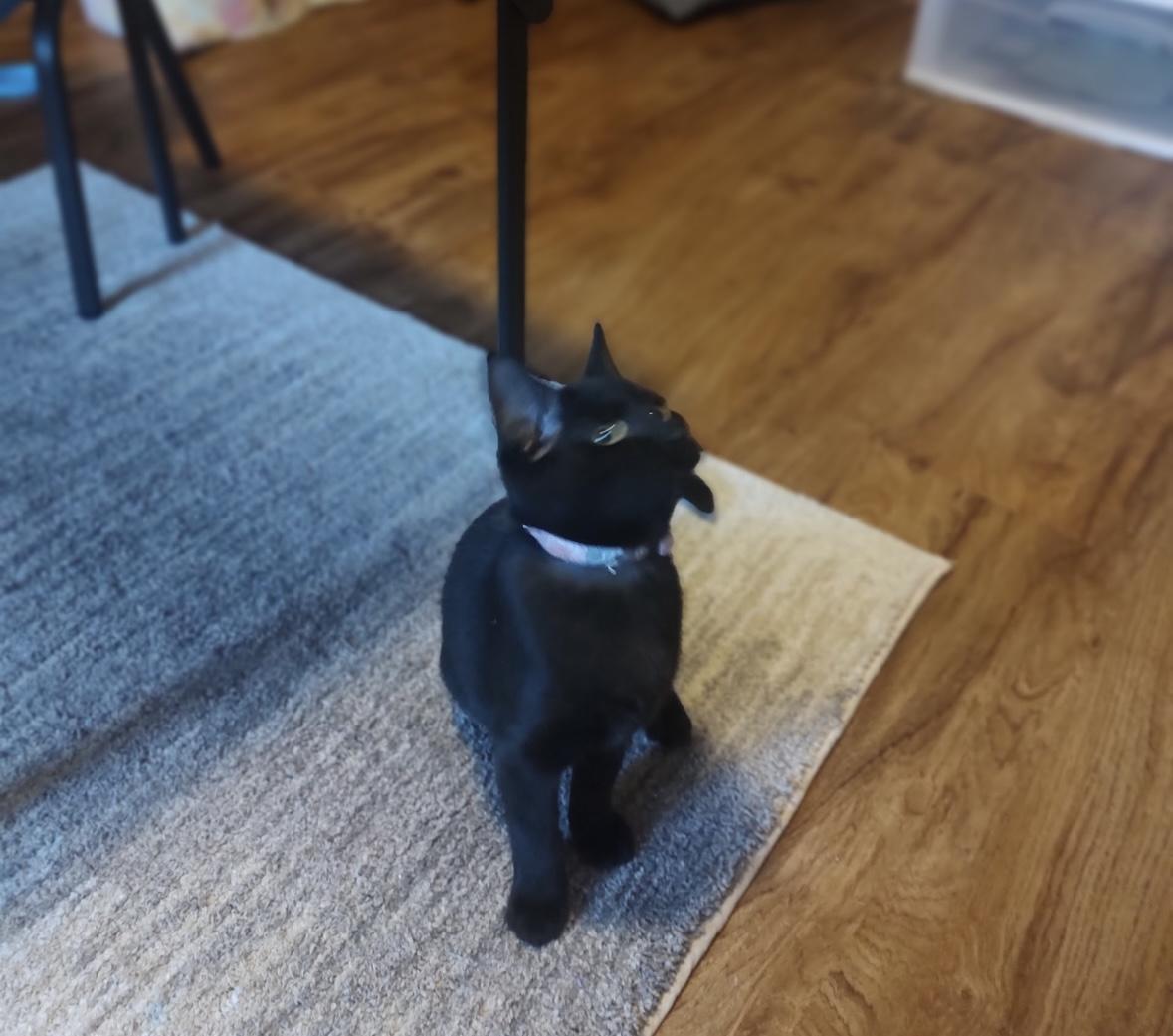 Enlarge Pudding, a Adoptable Domestic Short Hair in Beltsville, MD image 3/3