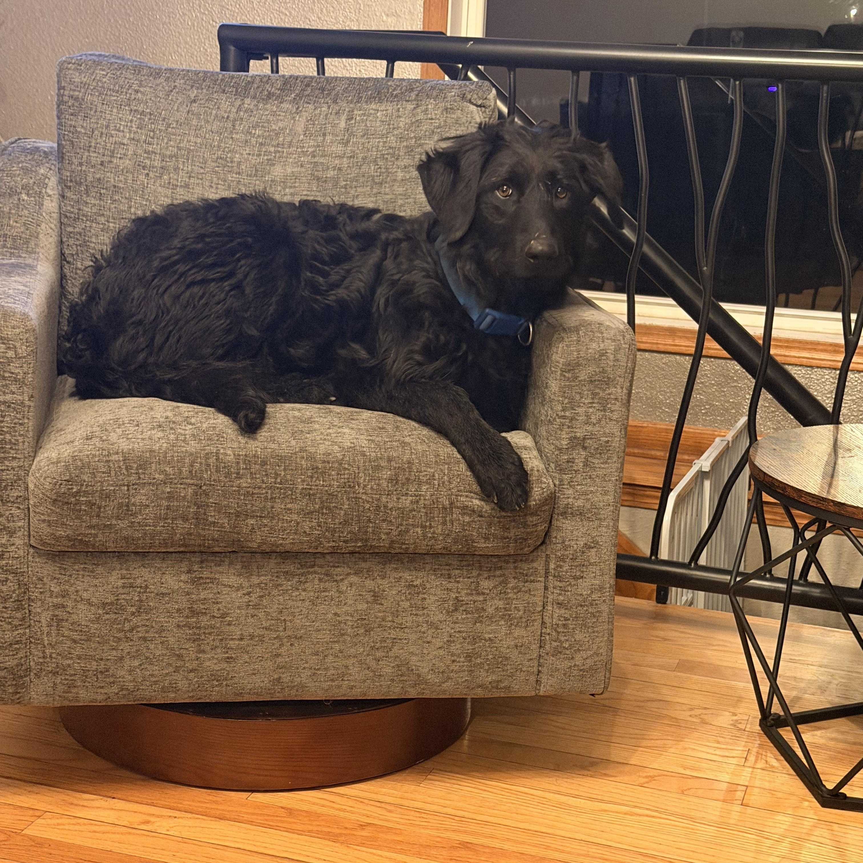 Enlarge Saddie, an adopted mixed breed in Monona, WI image 2/4