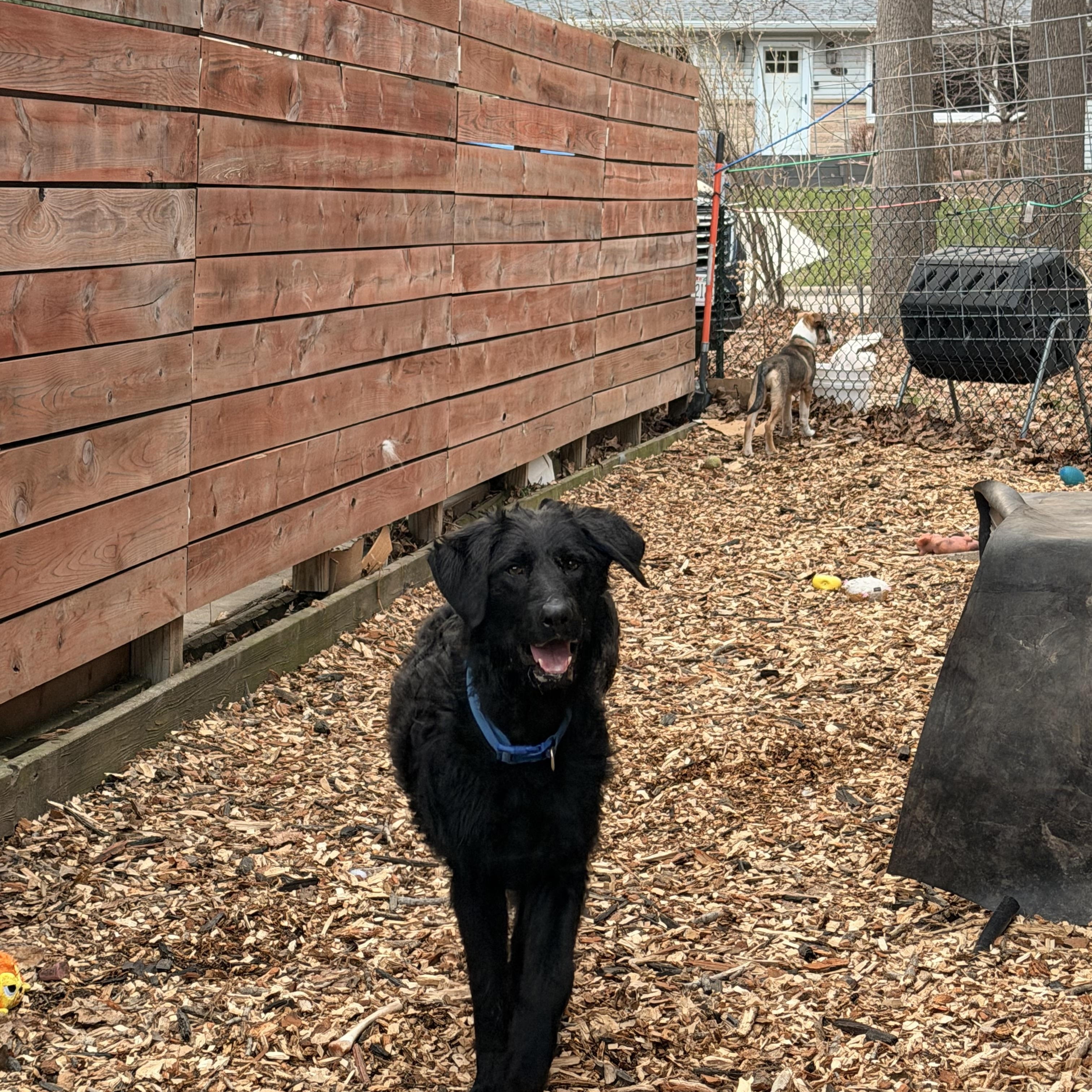 Enlarge Saddie, an adopted mixed breed in Monona, WI image 4/4
