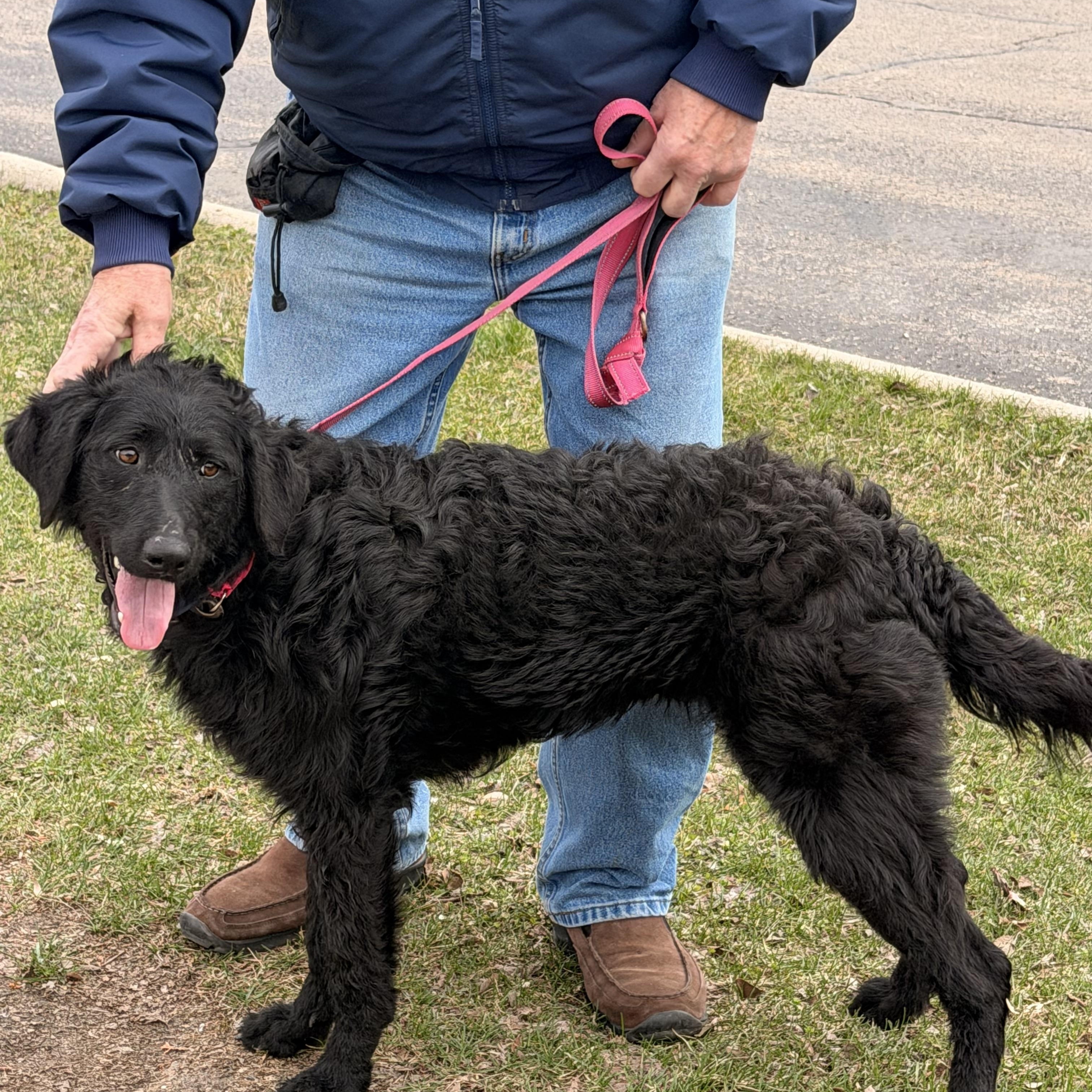 Enlarge Saddie, an adopted mixed breed in Monona, WI image 3/4