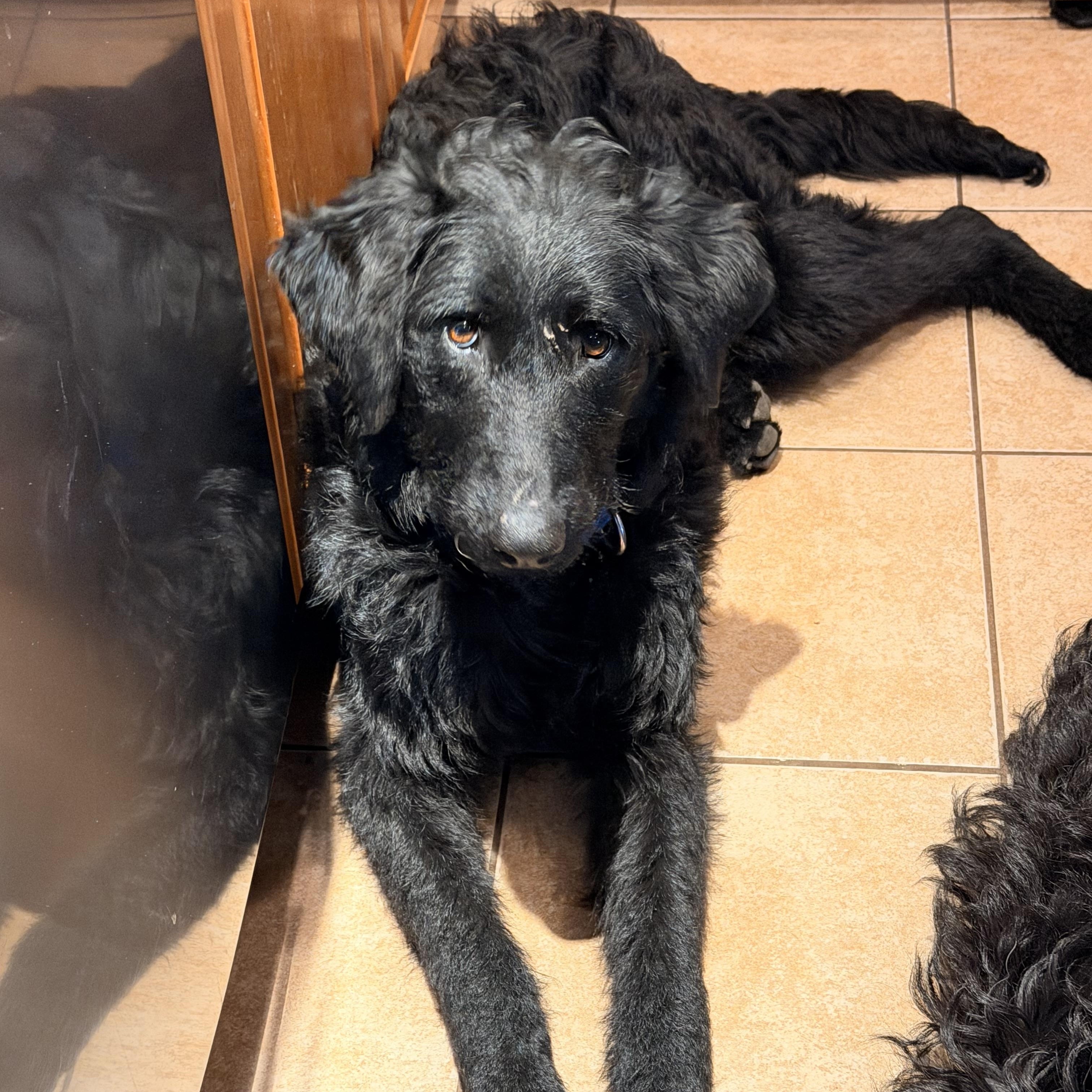 Saddie, adopted, Young Female Labradoodle.