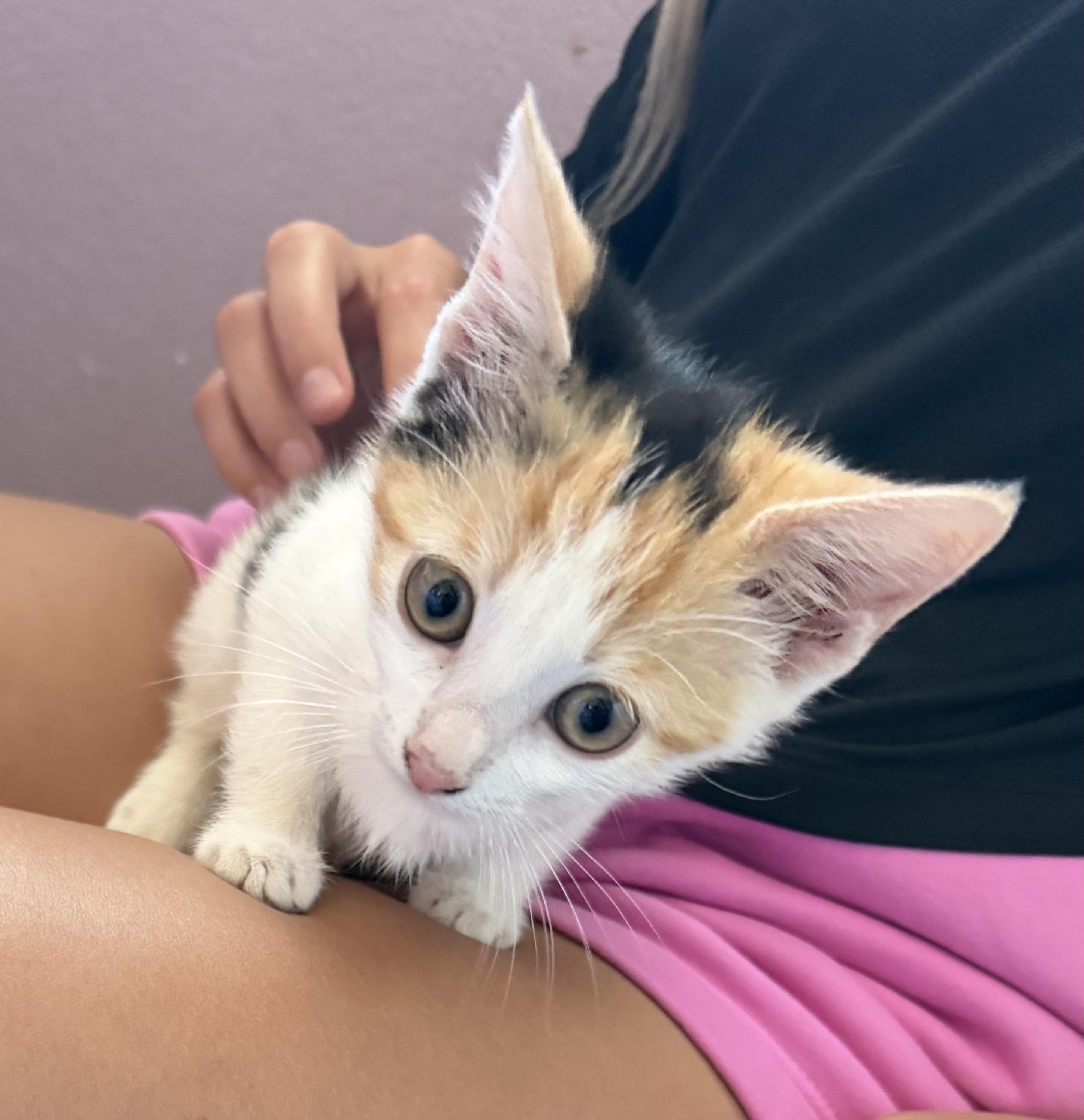 Enlarge Alicia, a Adopted mixed breed in Dixon, CA image 1/1