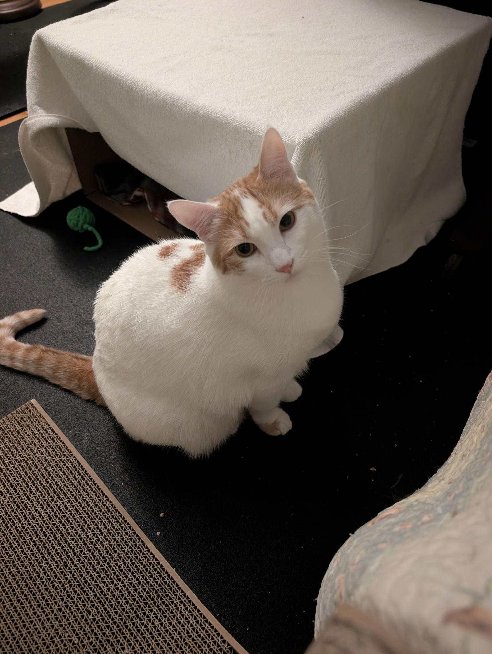 Honey + Clementine, Adopted, Adult Female Domestic Short Hair.