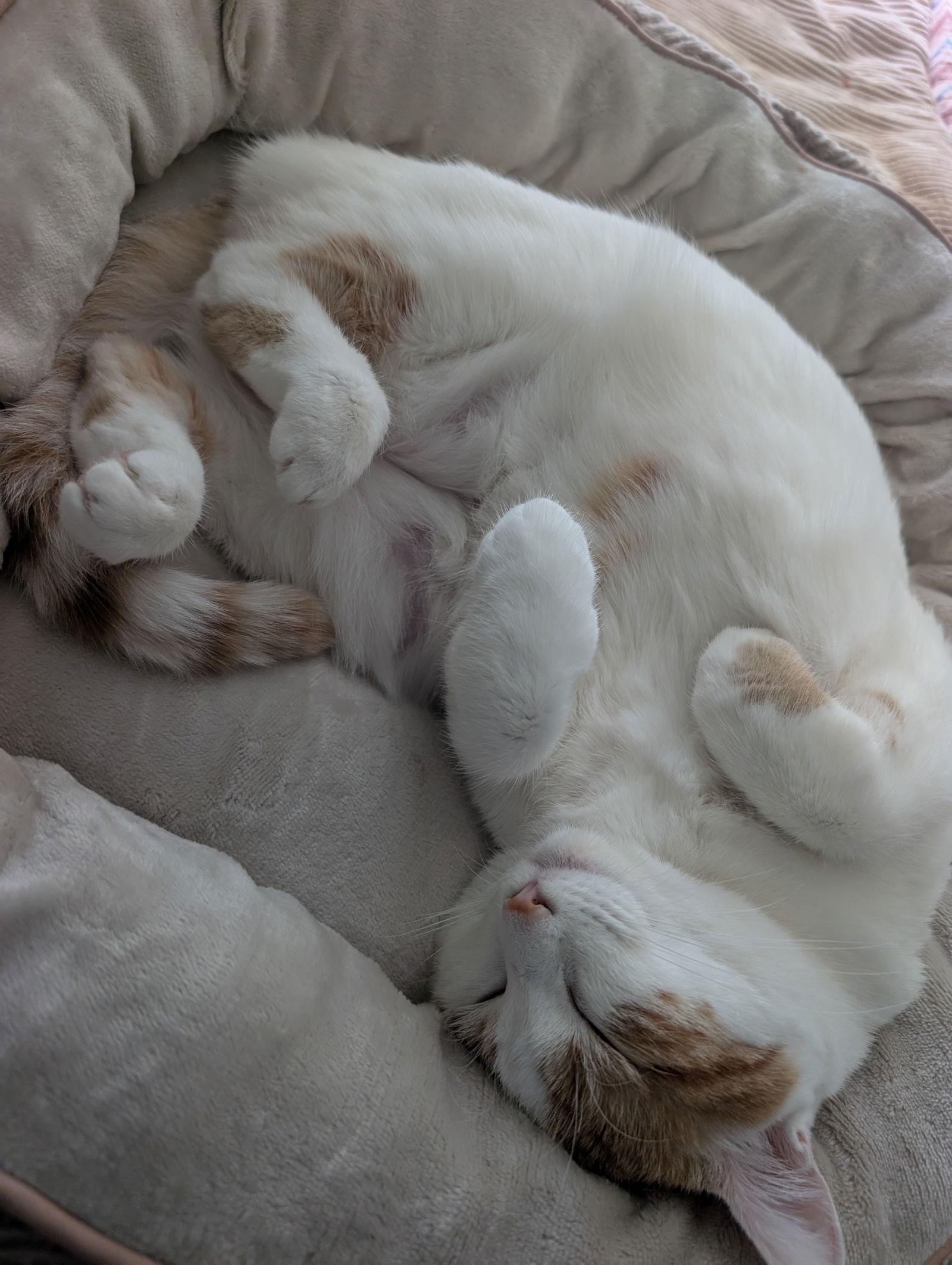 Honey + Clementine, a Adopted Domestic Short Hair in Davis, CA image 2/3