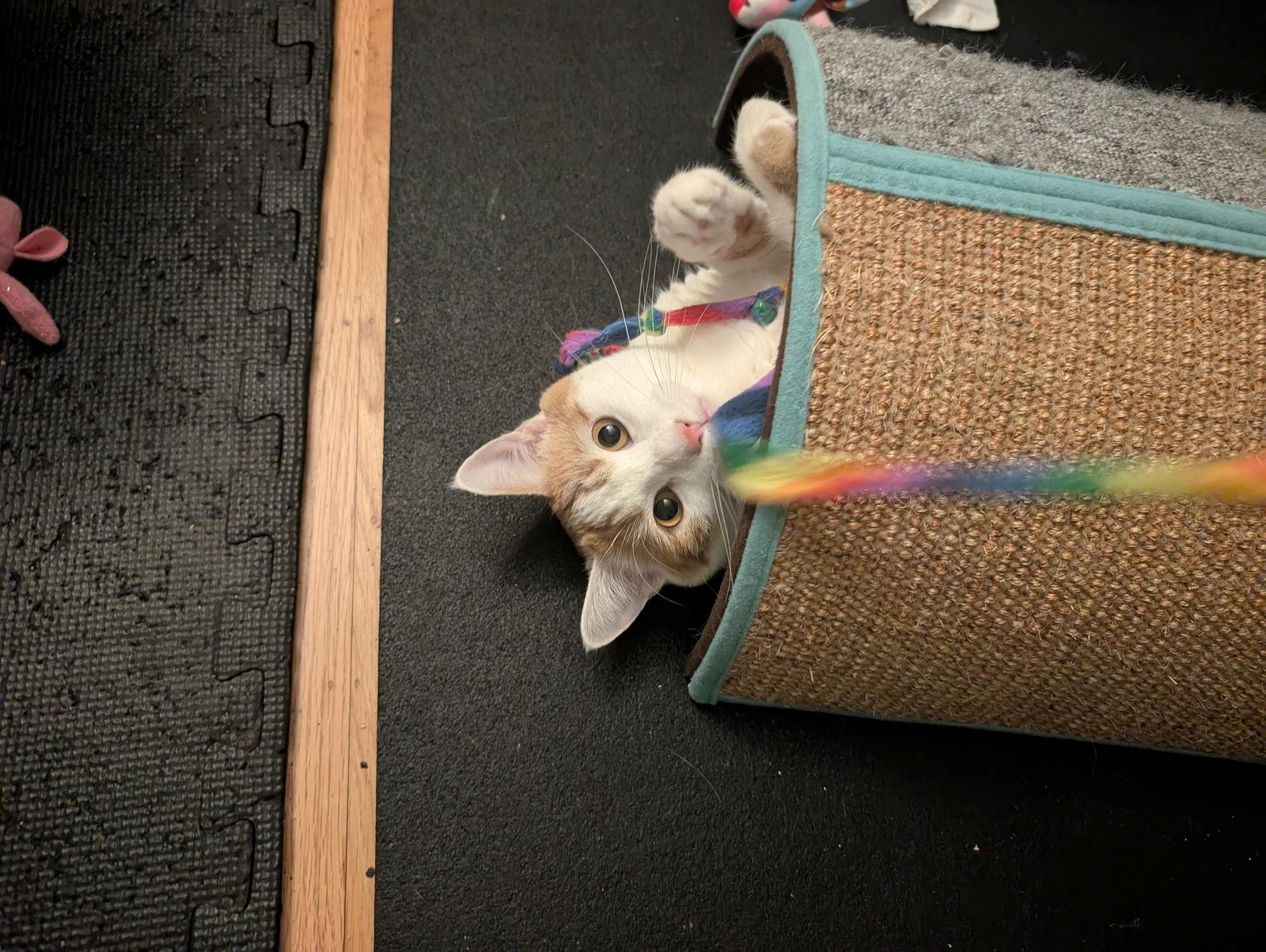 Honey + Clementine, a Adopted Domestic Short Hair in Davis, CA image 3/3