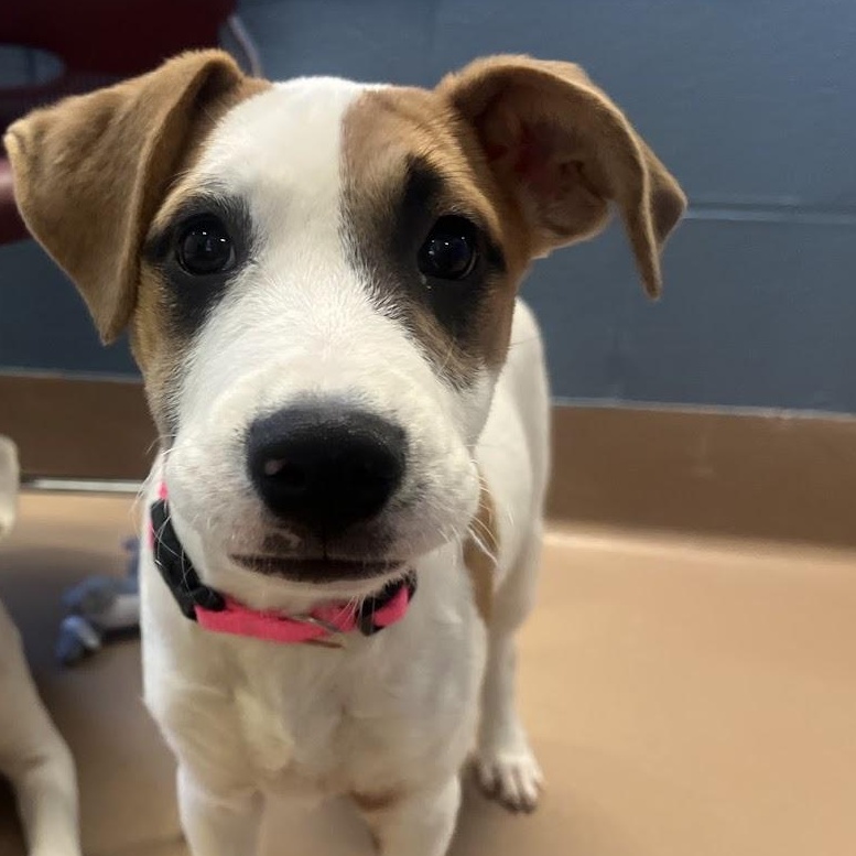 Dawn A212514