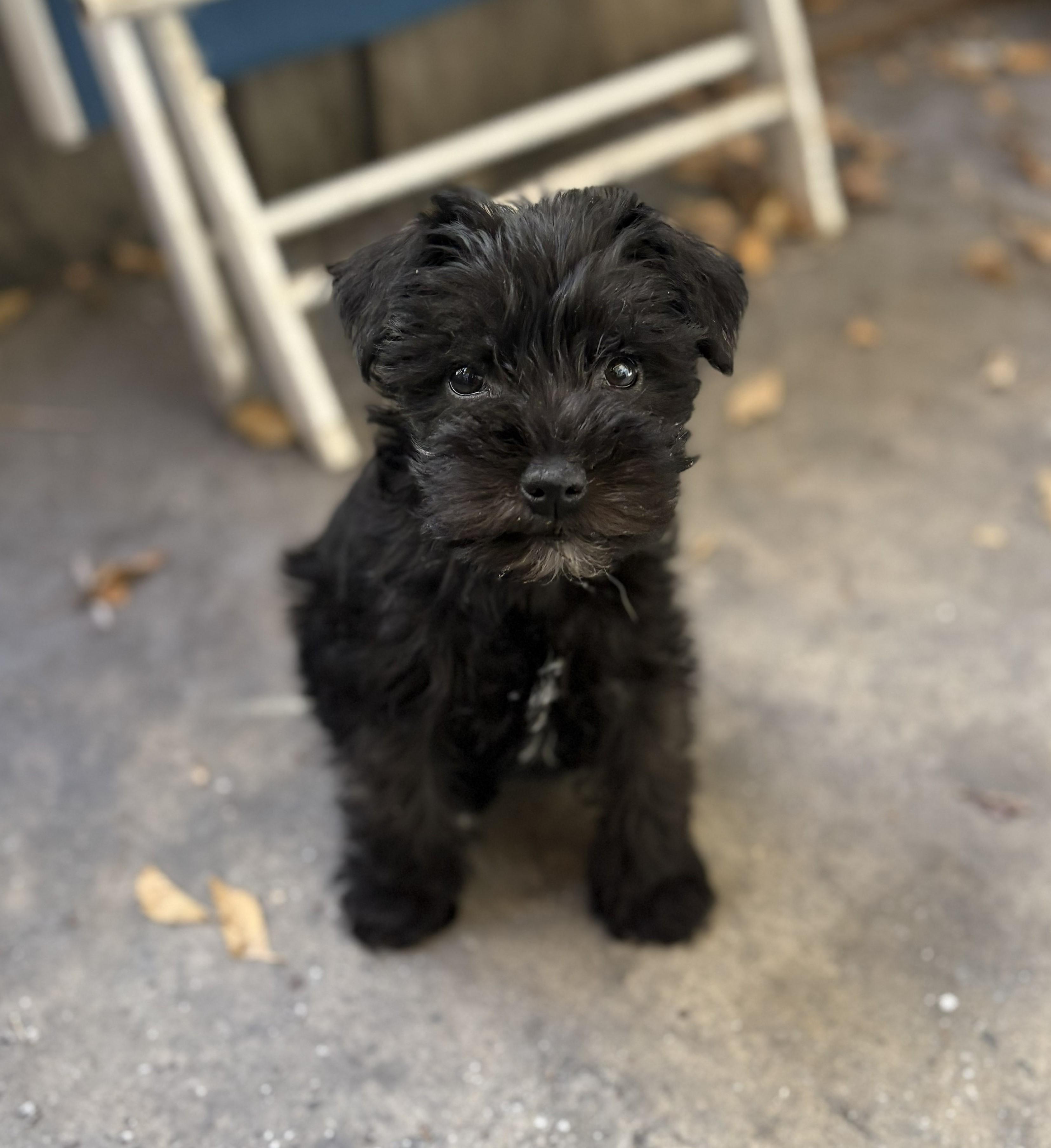 Henry 2051, adopted, Puppy Male Miniature Schnauzer.