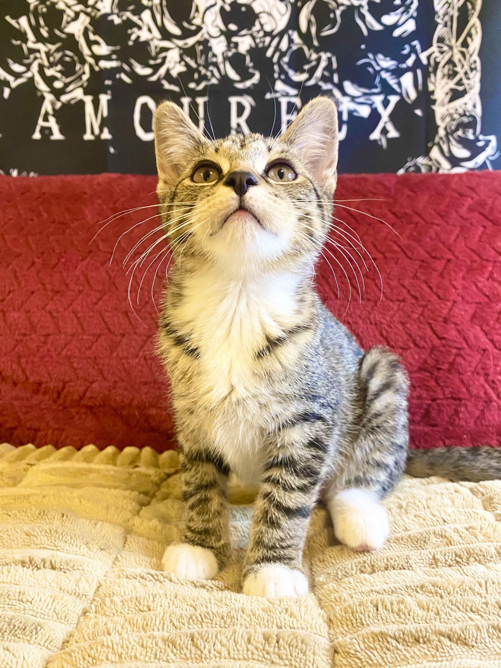 Tygra, Adoptable, Kitten Female Tabby.