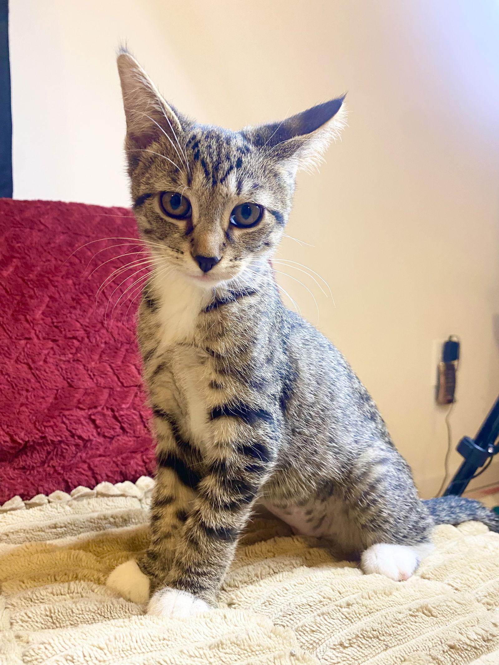 Enlarge Tygra, a Adoptable Tabby in Cuyahoga Falls, OH image 2/3